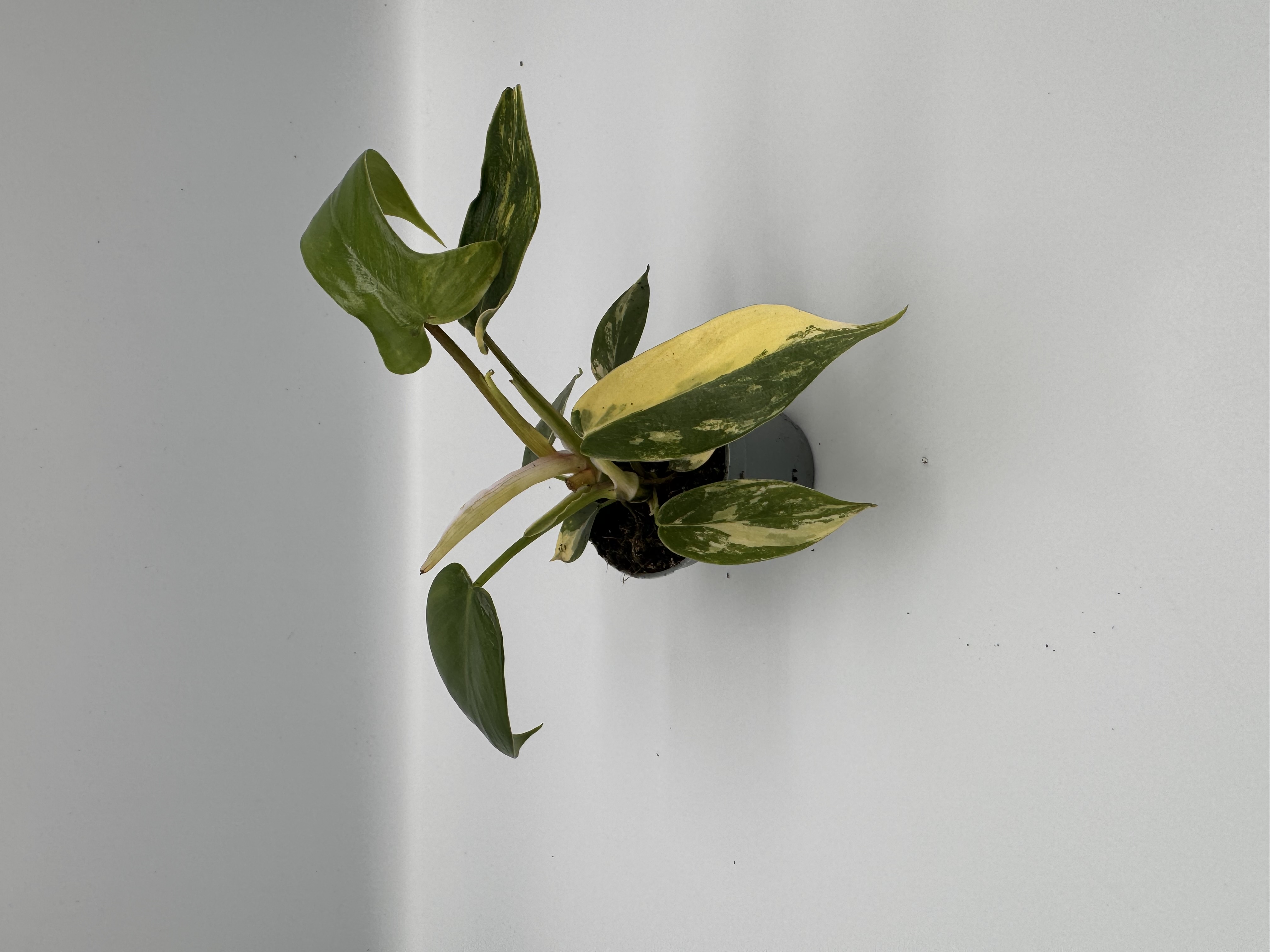 Philodendron Florida Beauty Variegata