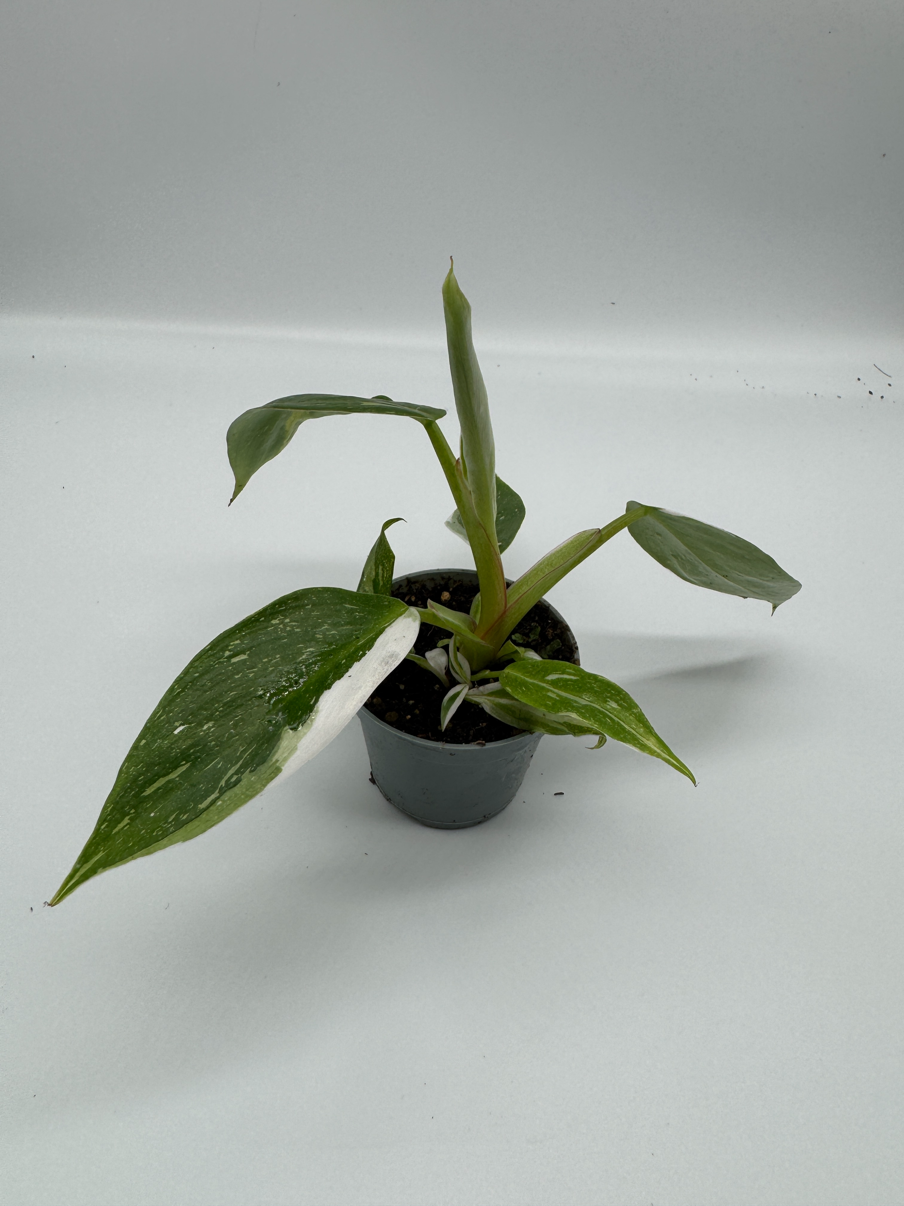 Philodendron White Princess