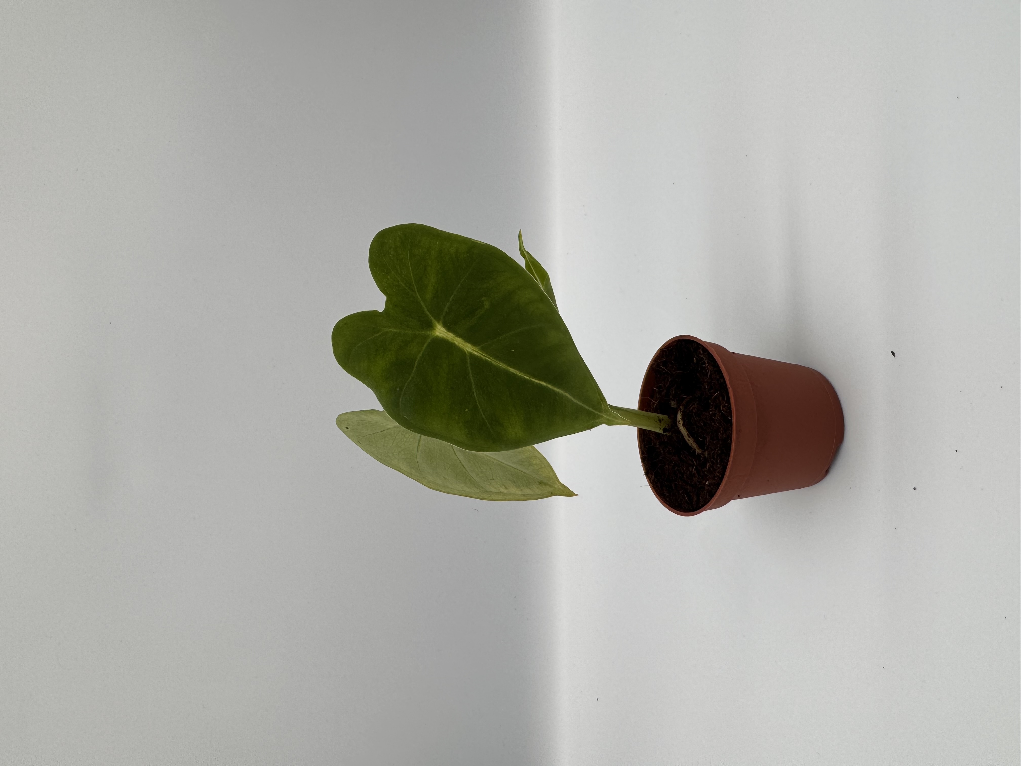 Alocasia Green Velvet (Frydek)