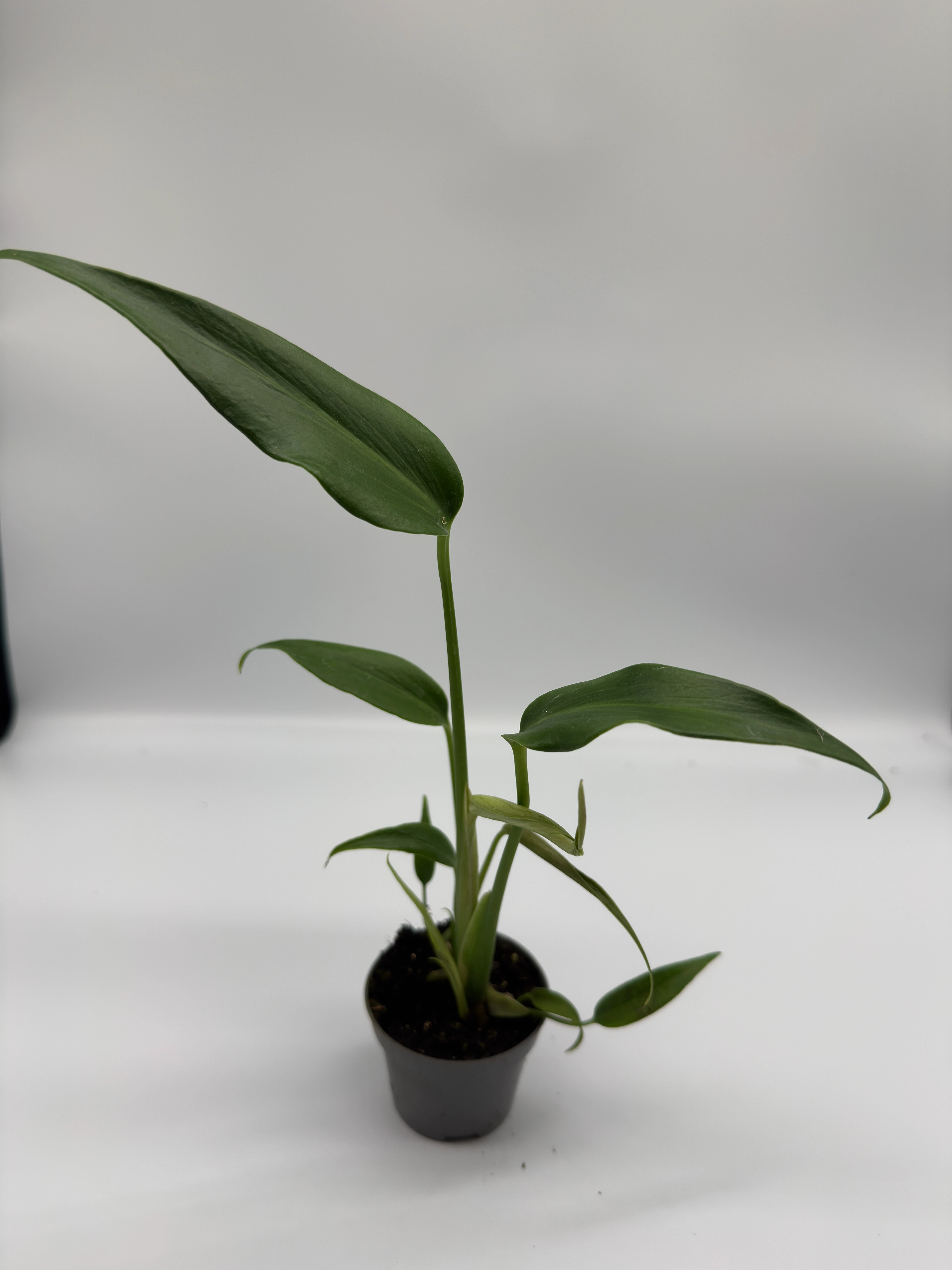 Monstera Burle Marx Flame