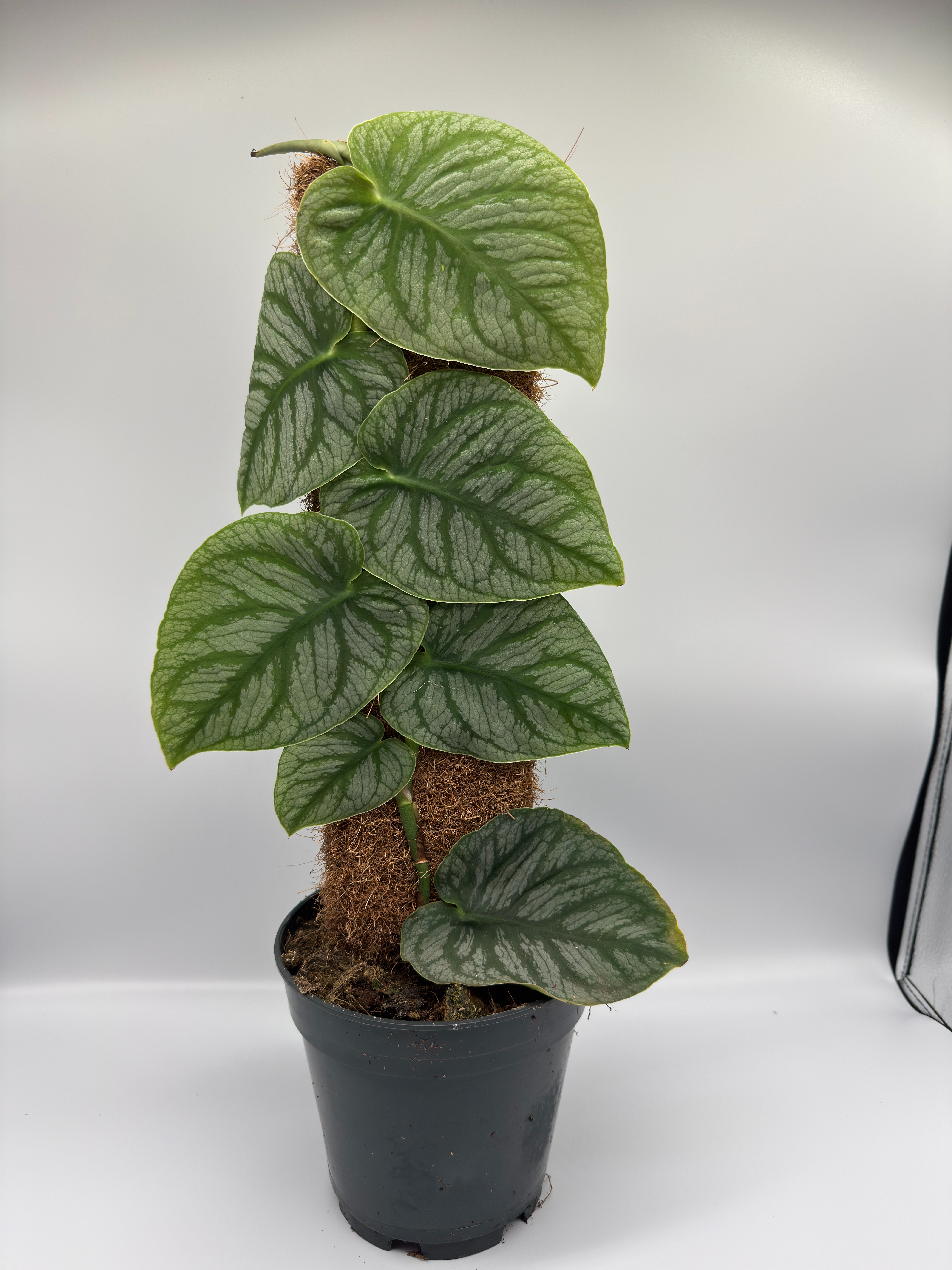 Monstera dubia