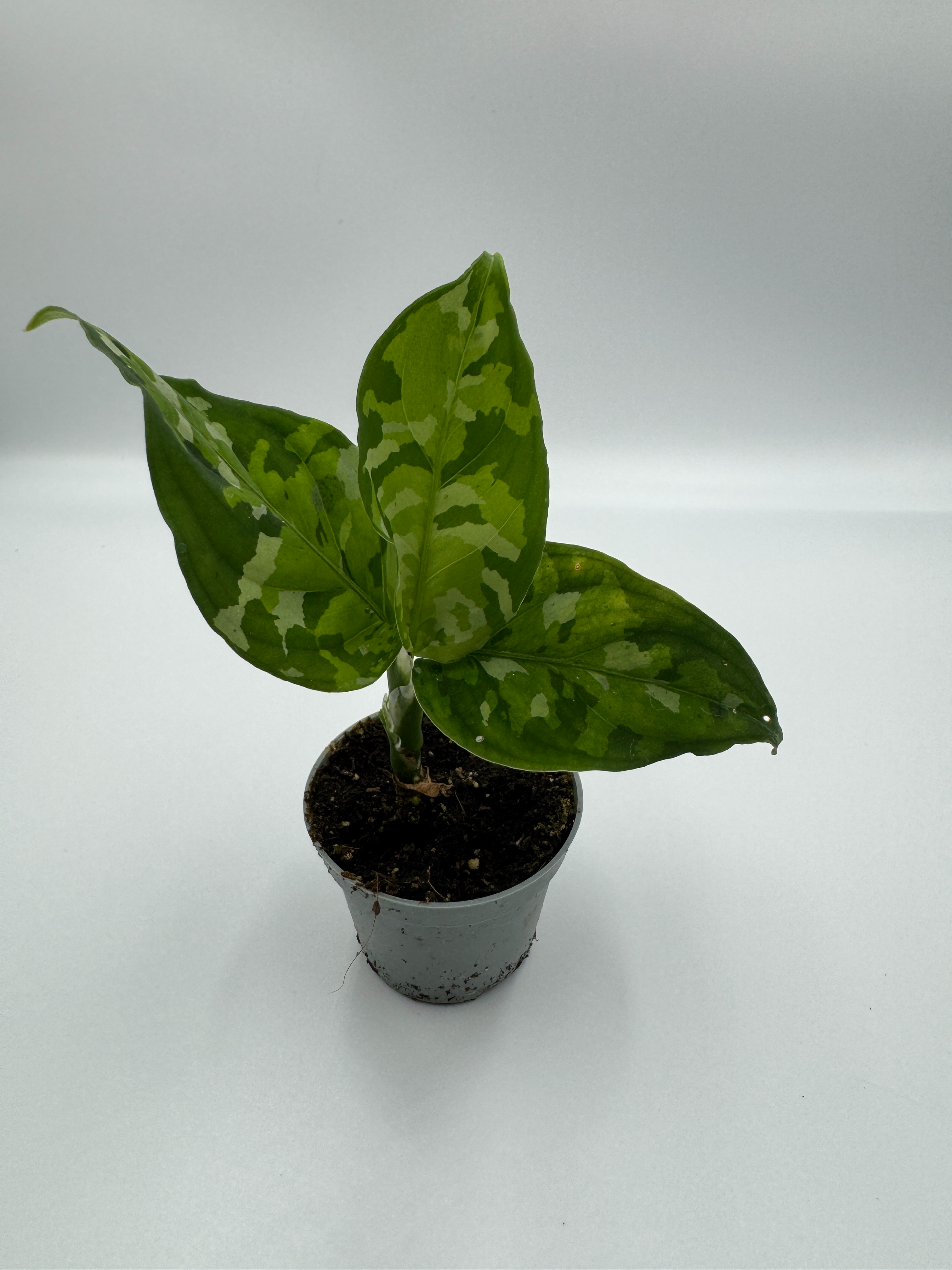 Aglaonema Pictum Tricolor