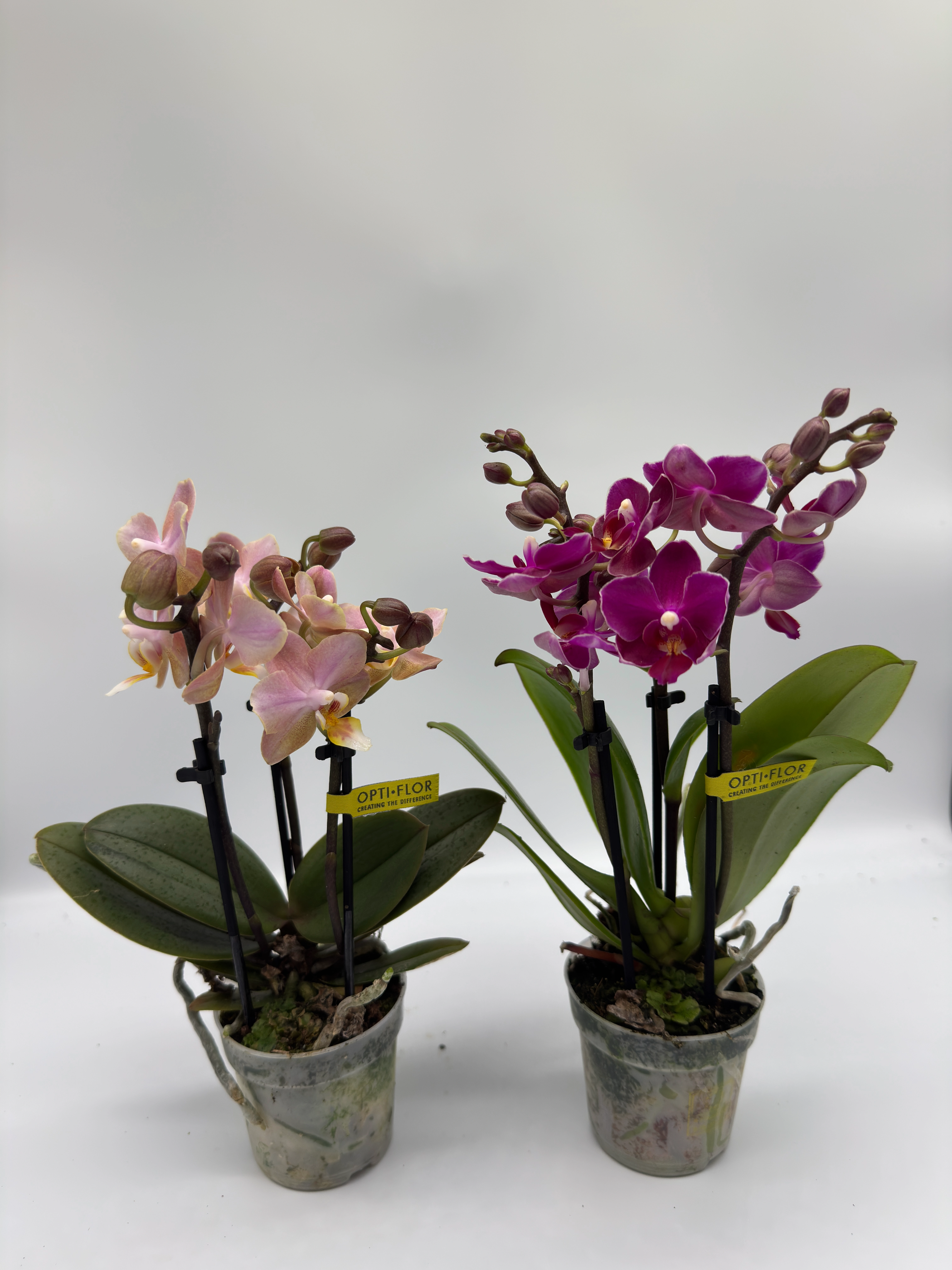 Phalaenopsis Aromio - 3 Stem, 25CM