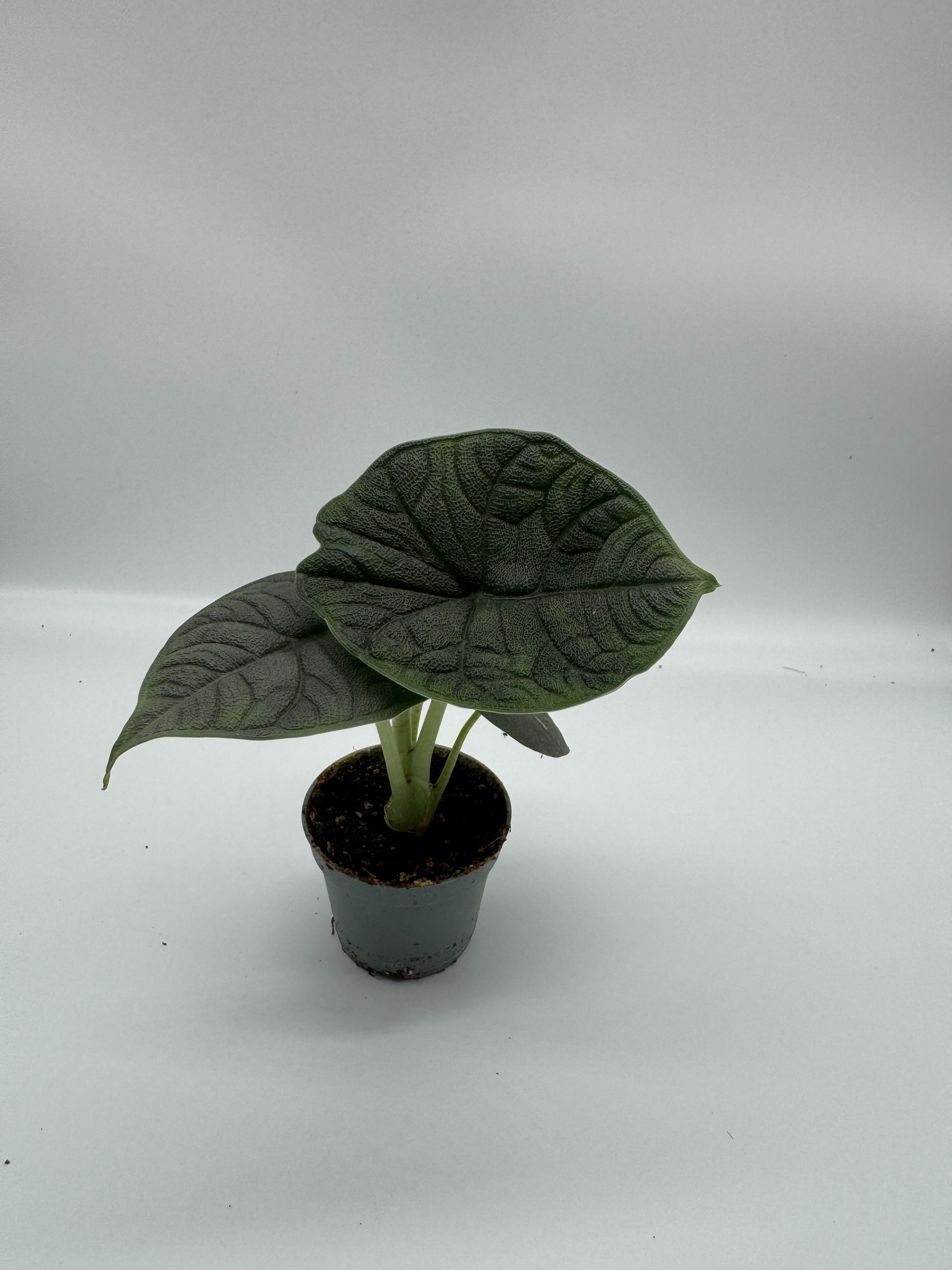 Alocasia Melo