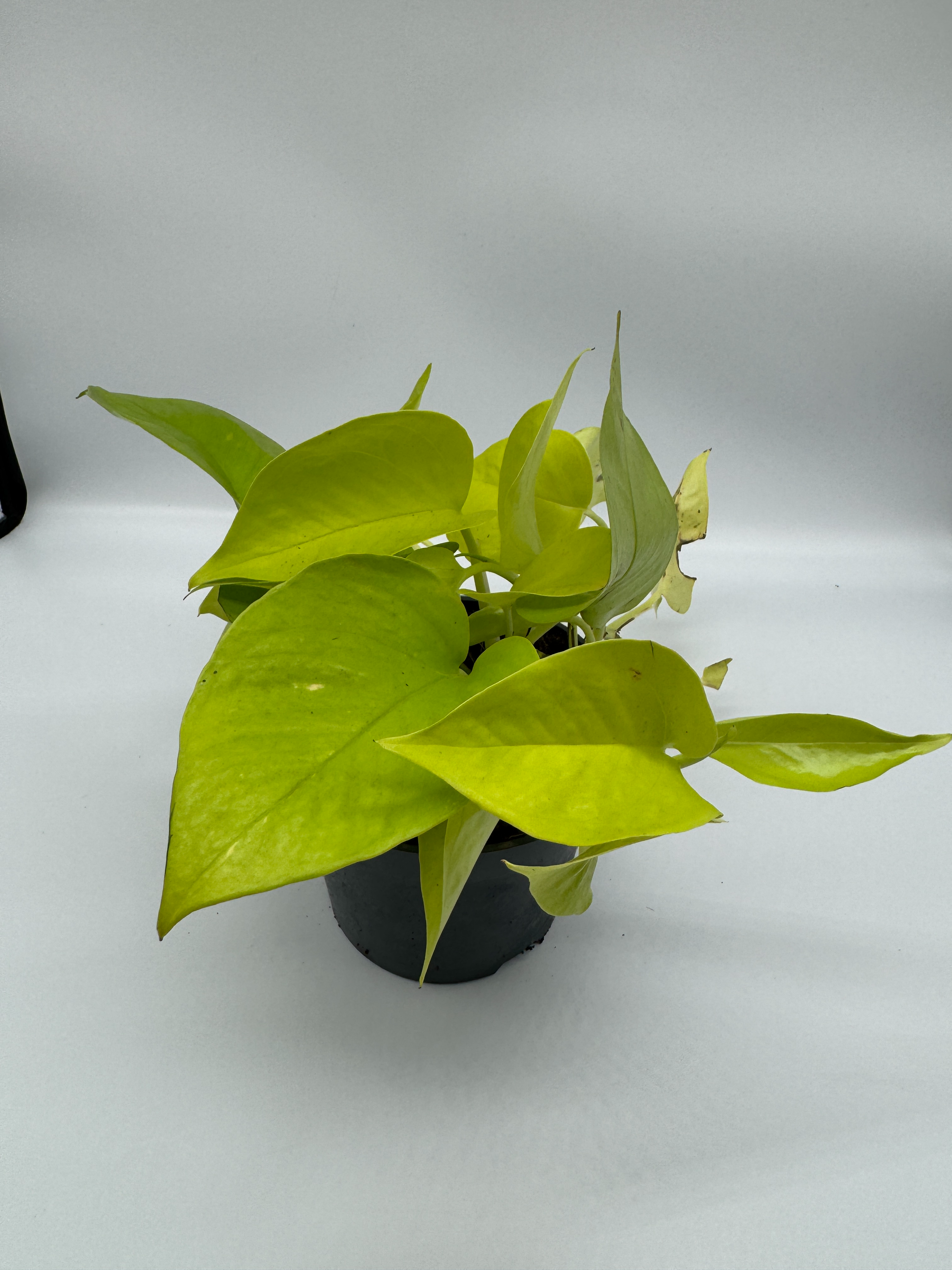 Epipremnum pinnatum 'Golden Pothos'