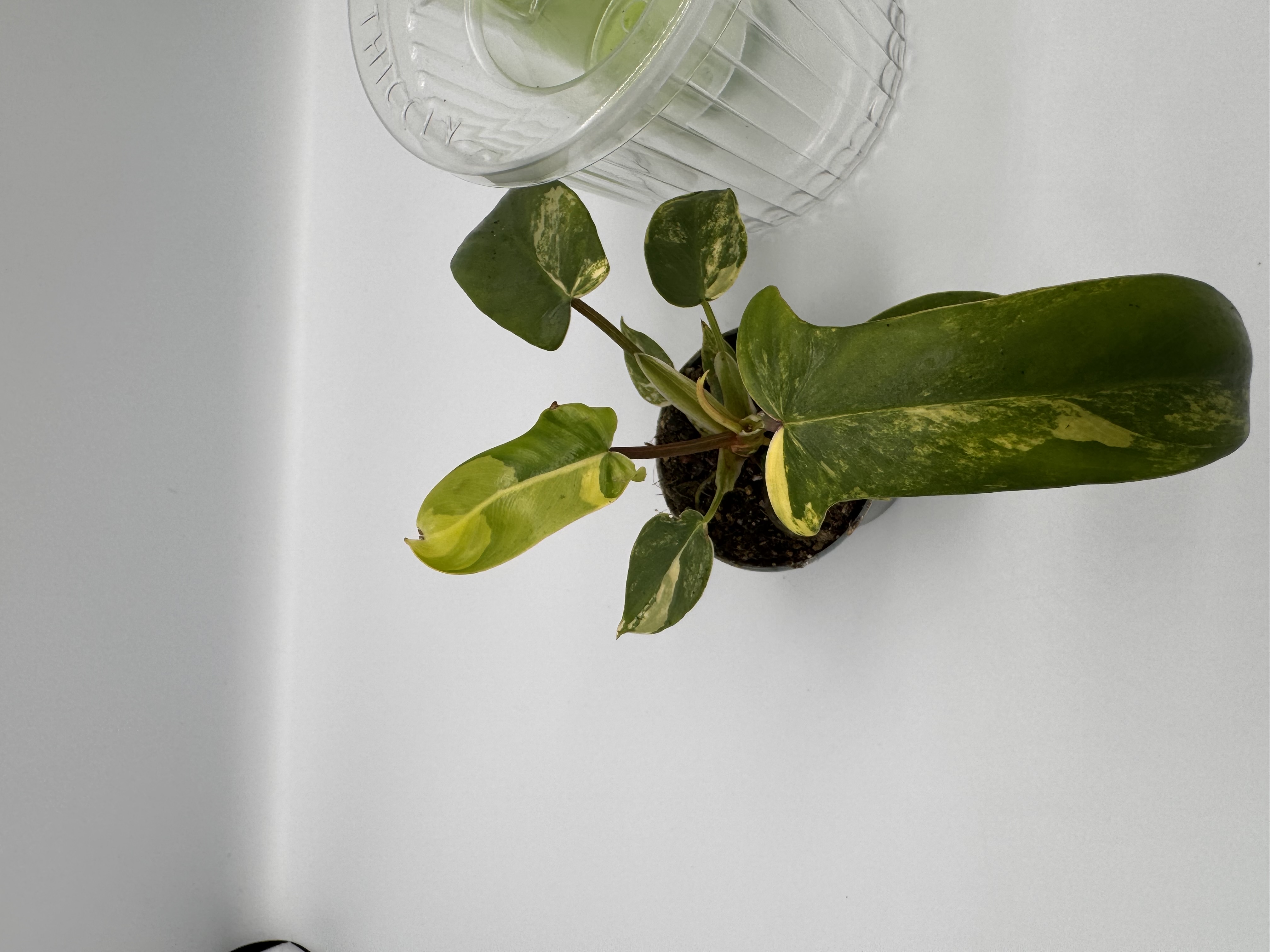Philodendron Florida Beauty x Thiccly GrowPole Bundle 