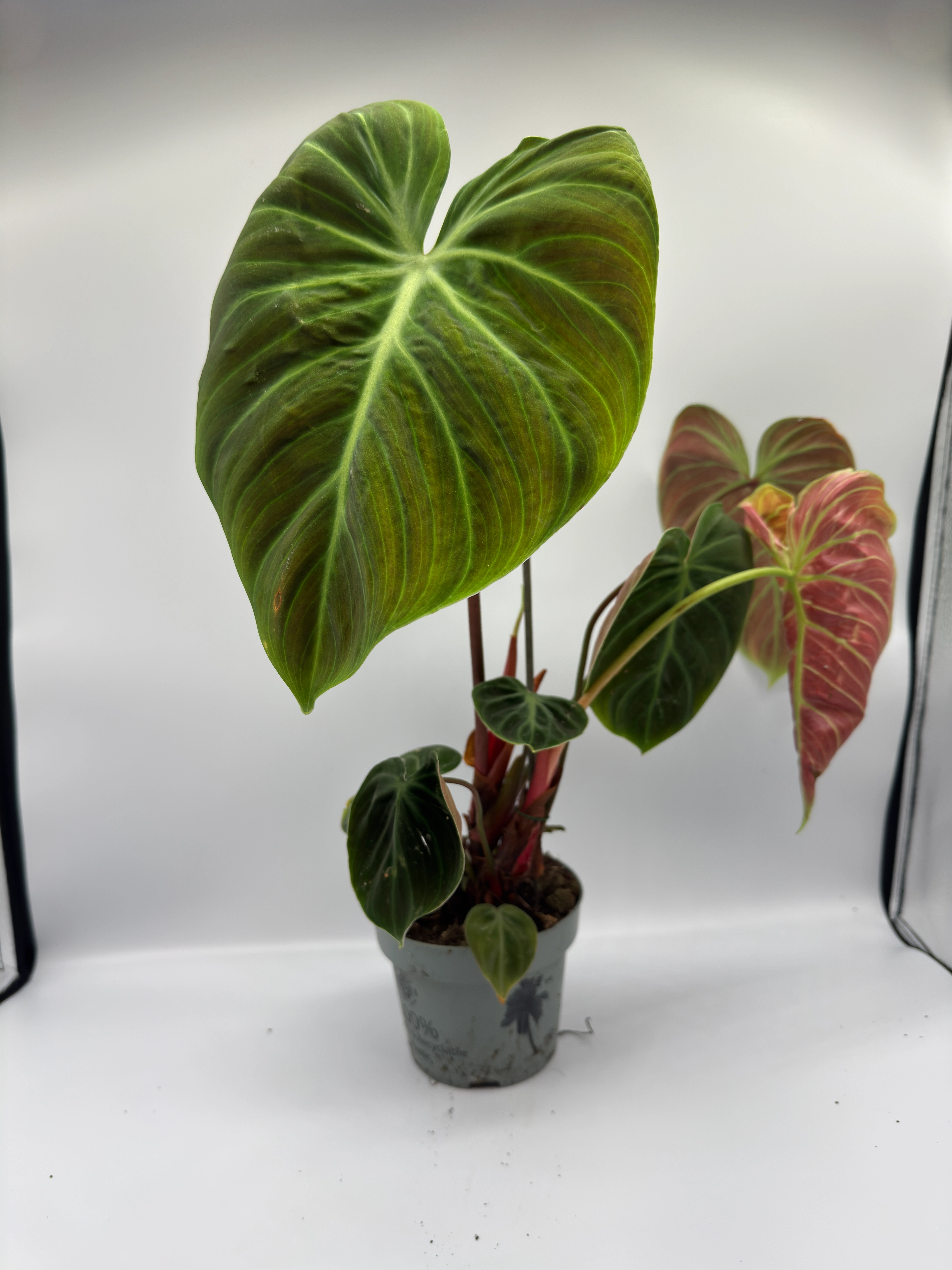 Philodendron rubrijuvenile ‘El Choco Red’