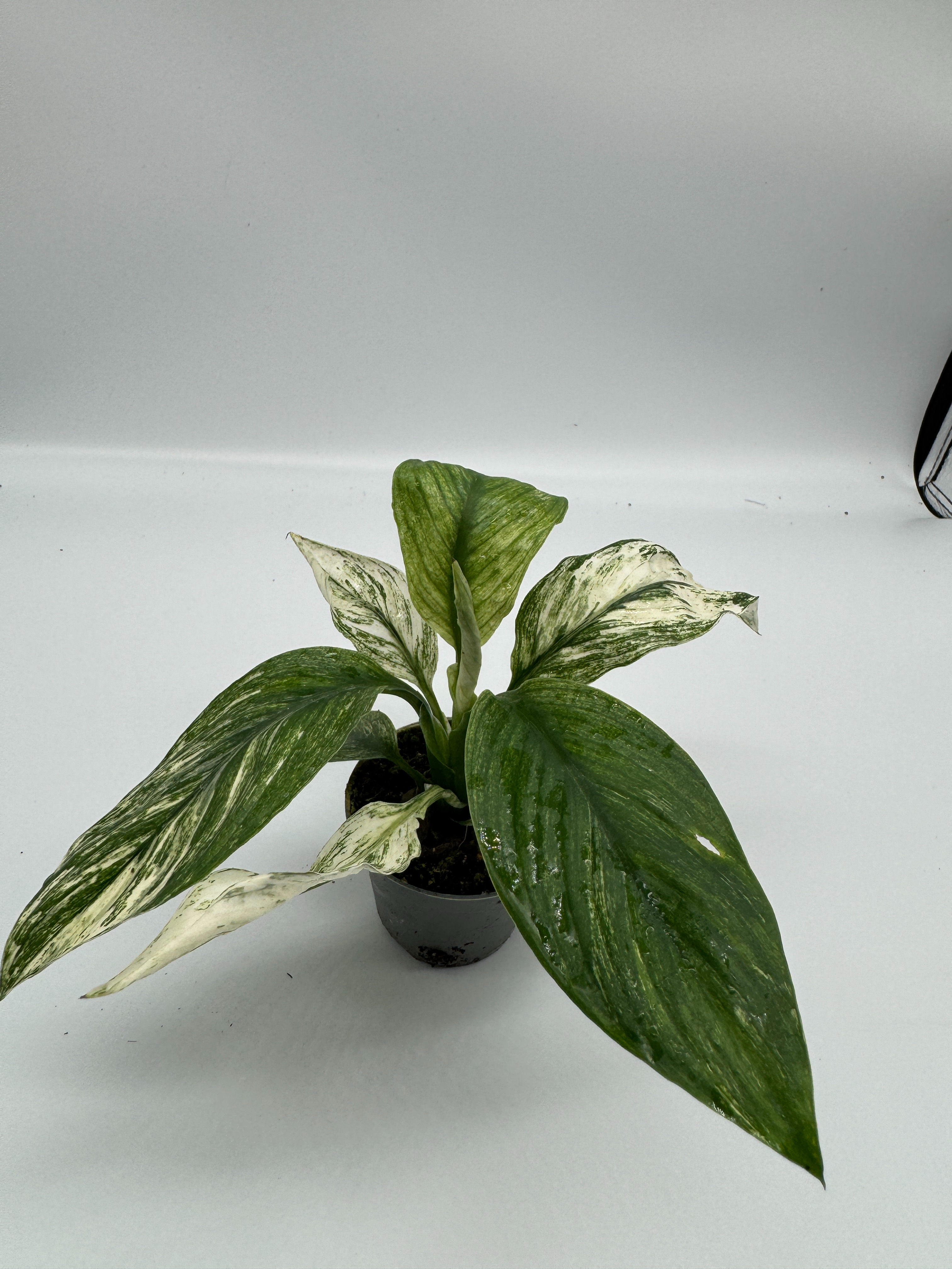 Variegated Peace Lily