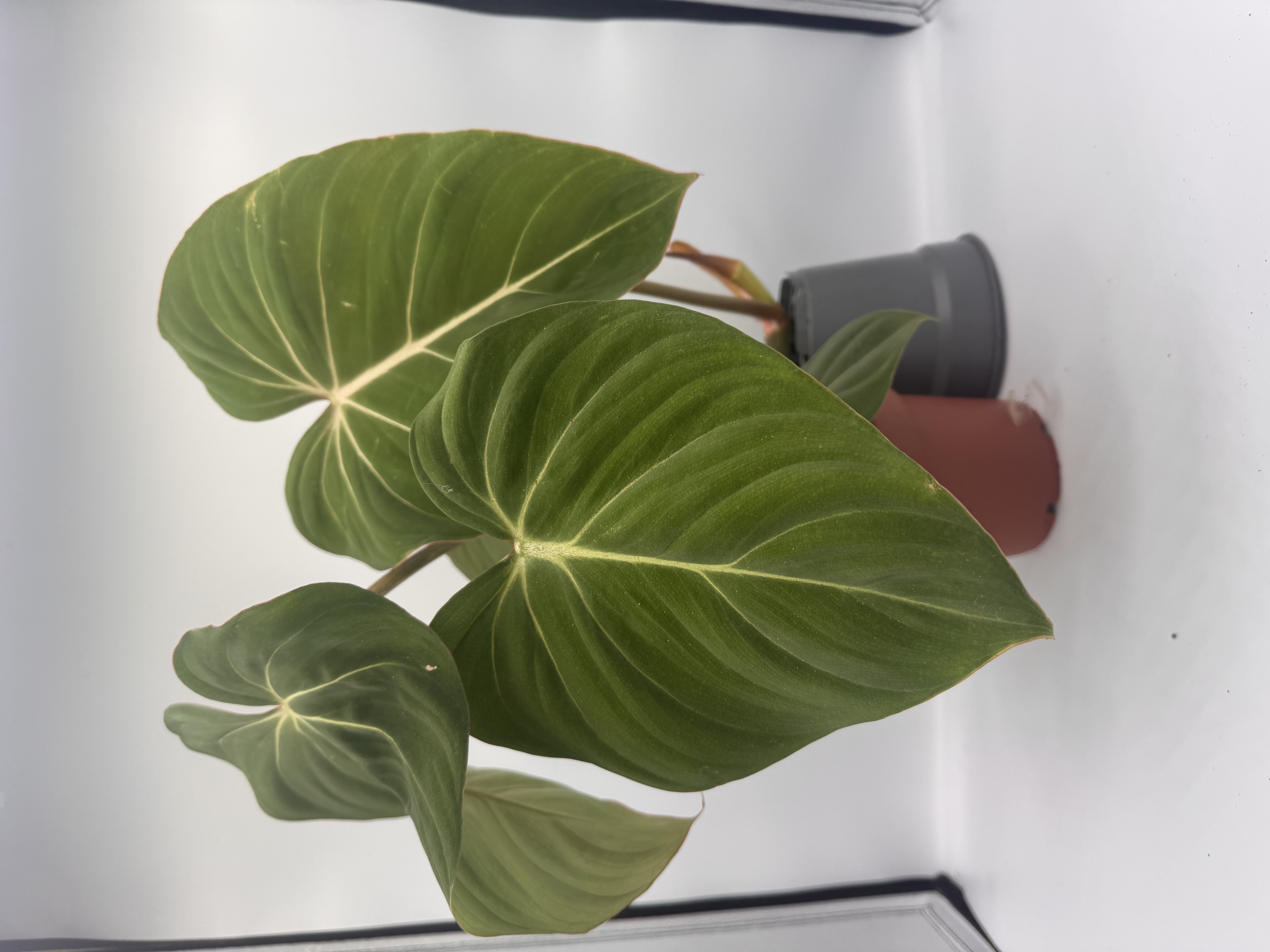 Philodendron Gloriosum