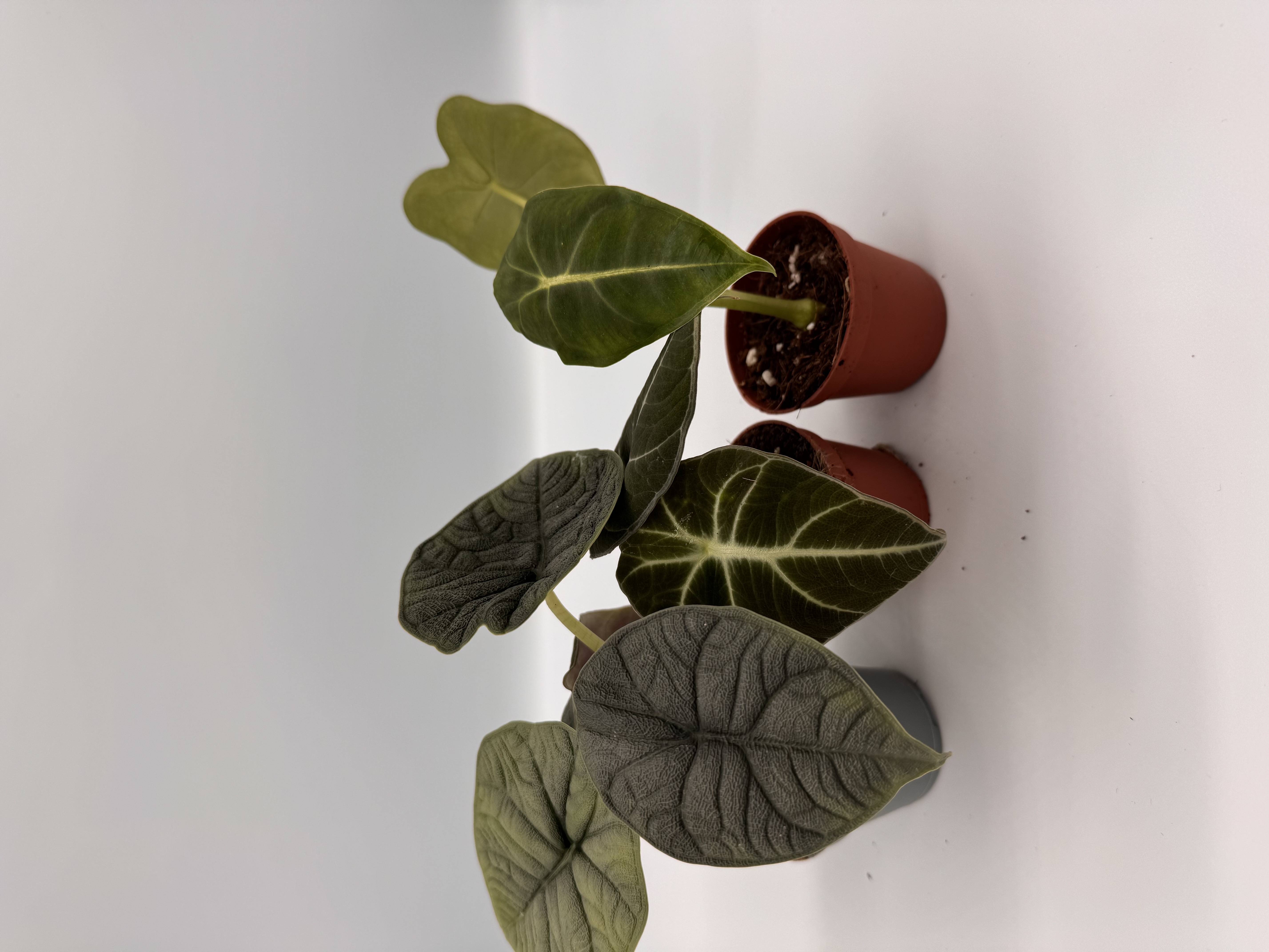 Alocasia Starter Pack