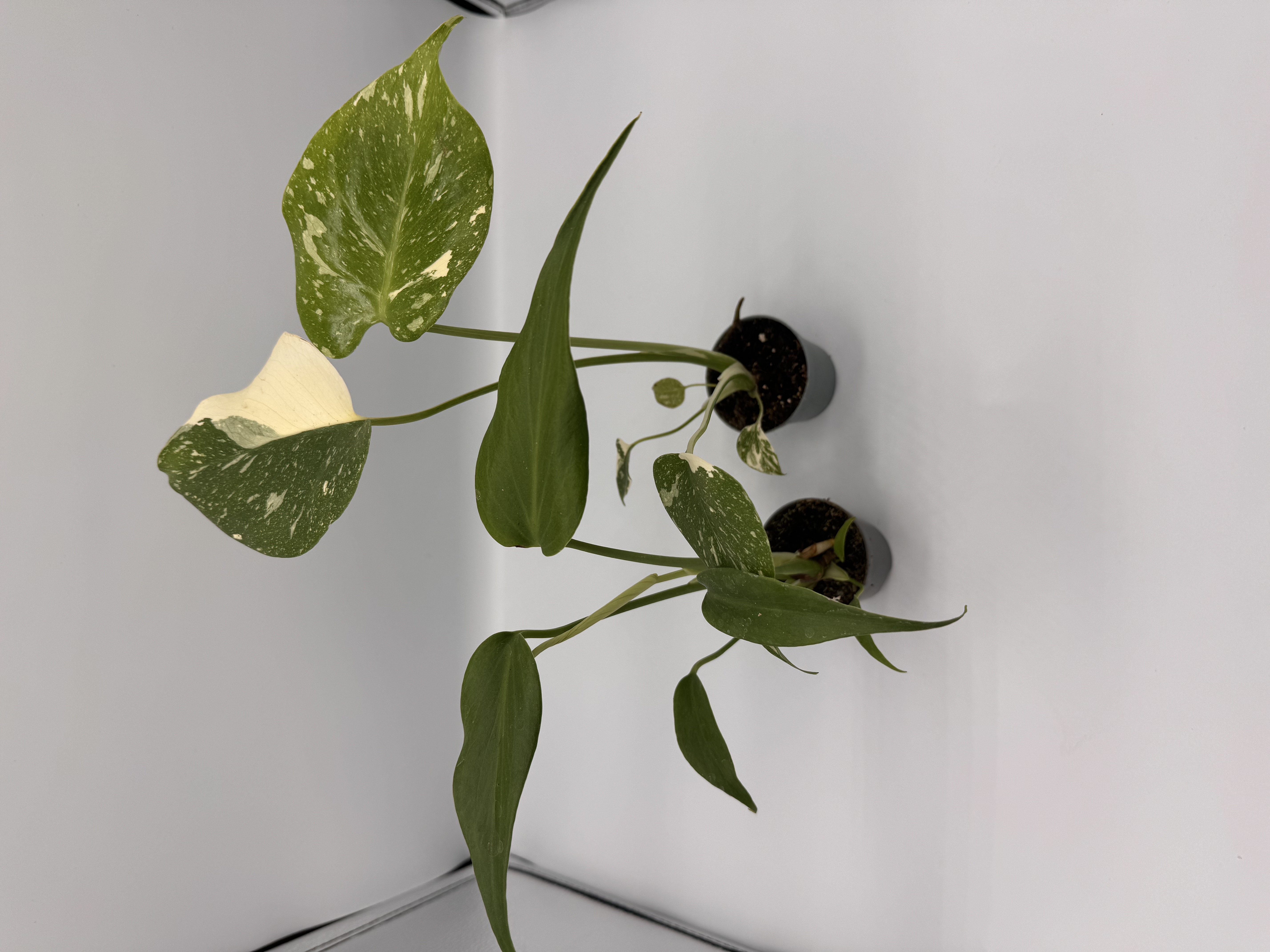 Monstera Collector’s Bundle