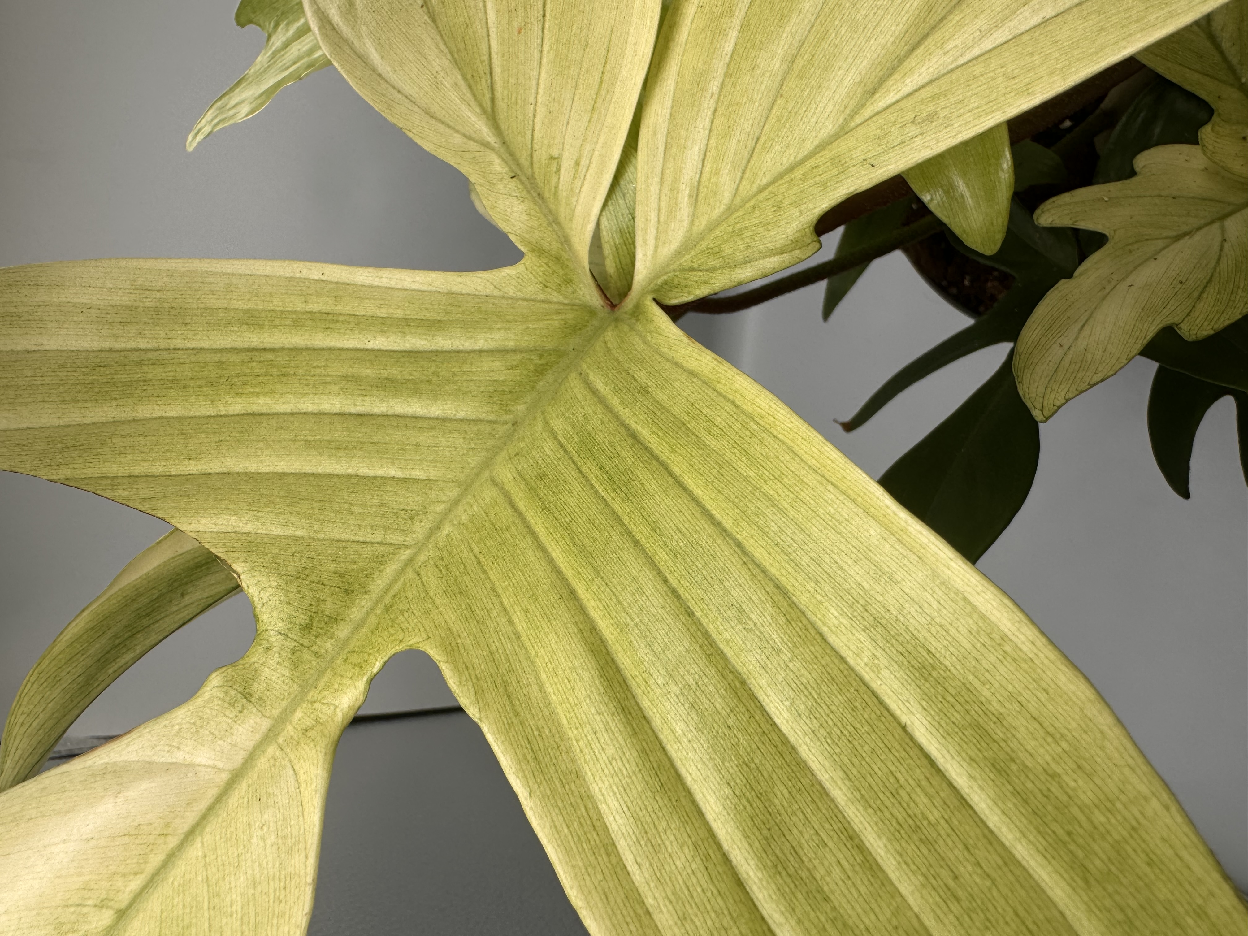 Philodendron Florida Ghost