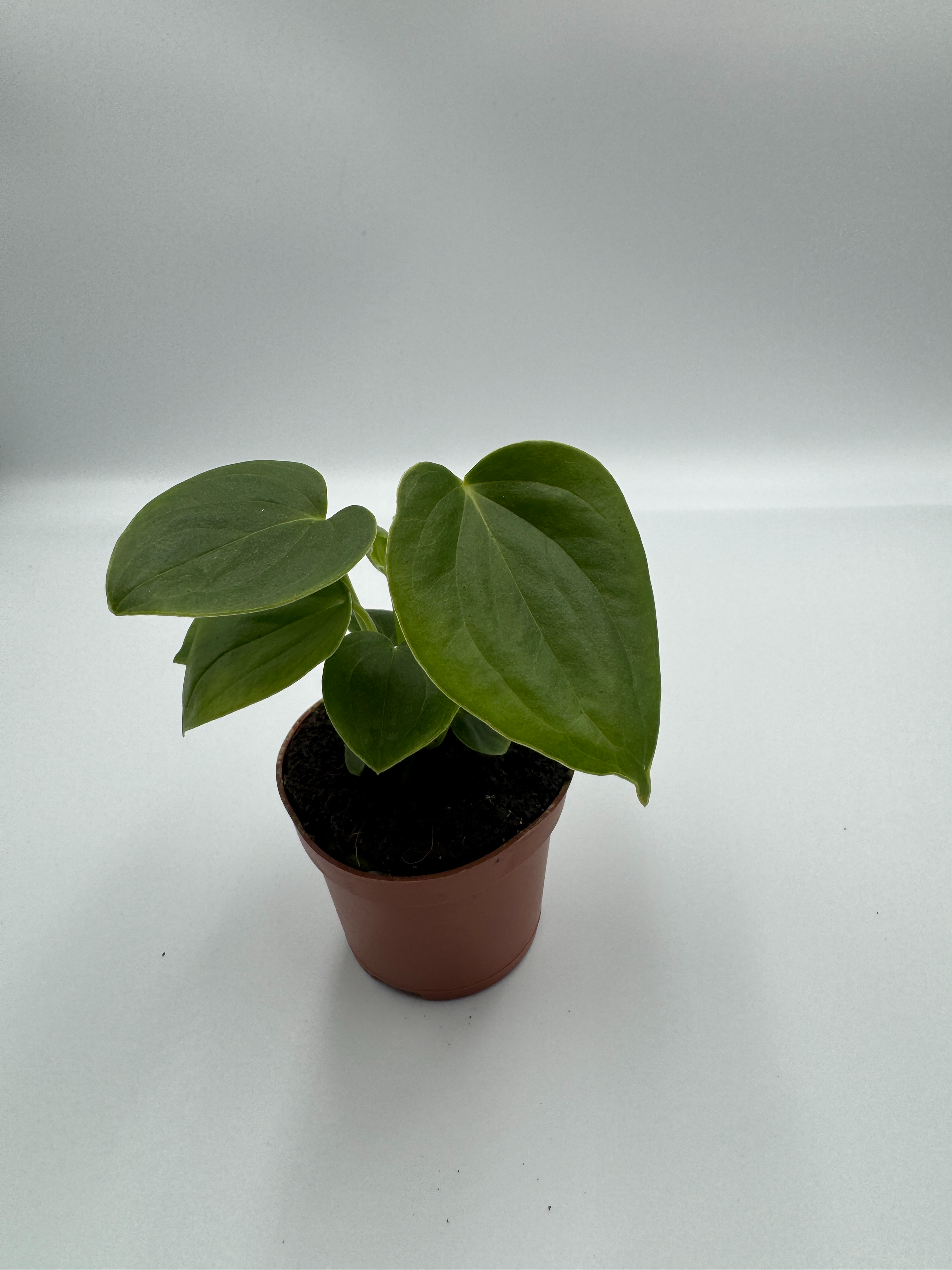 Anthurium Veitchii