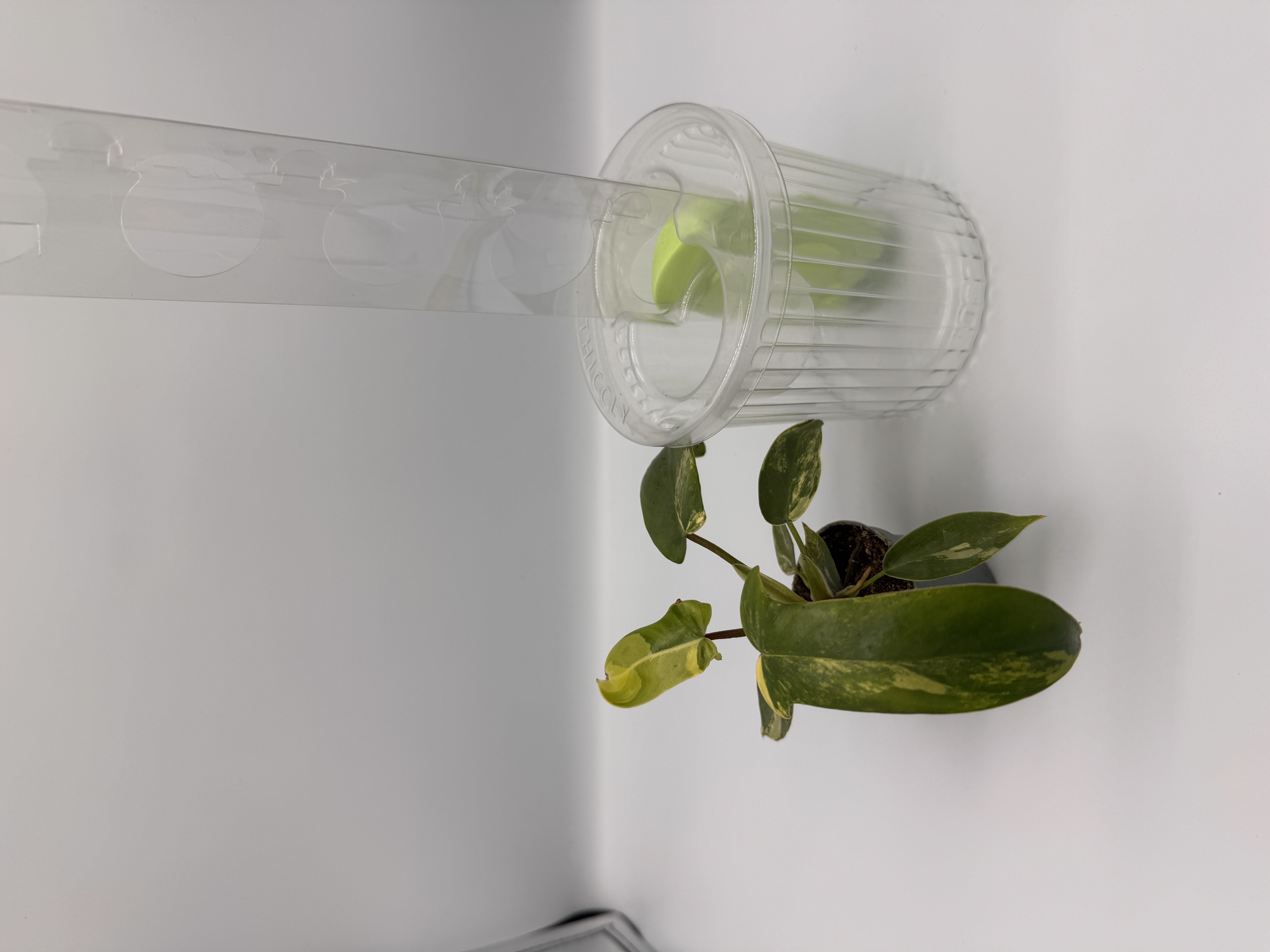 Philodendron Florida Beauty x Thiccly GrowPole Bundle