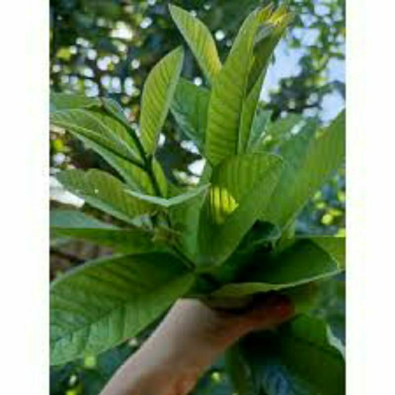 Guava leaves tea