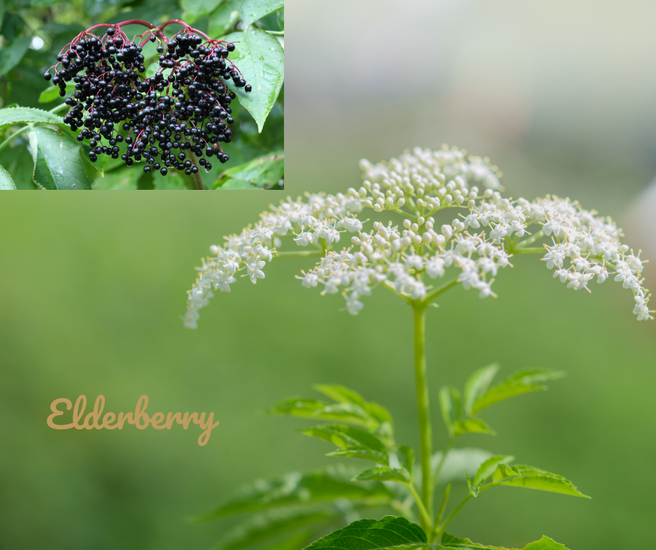 Elderberry Elixir
