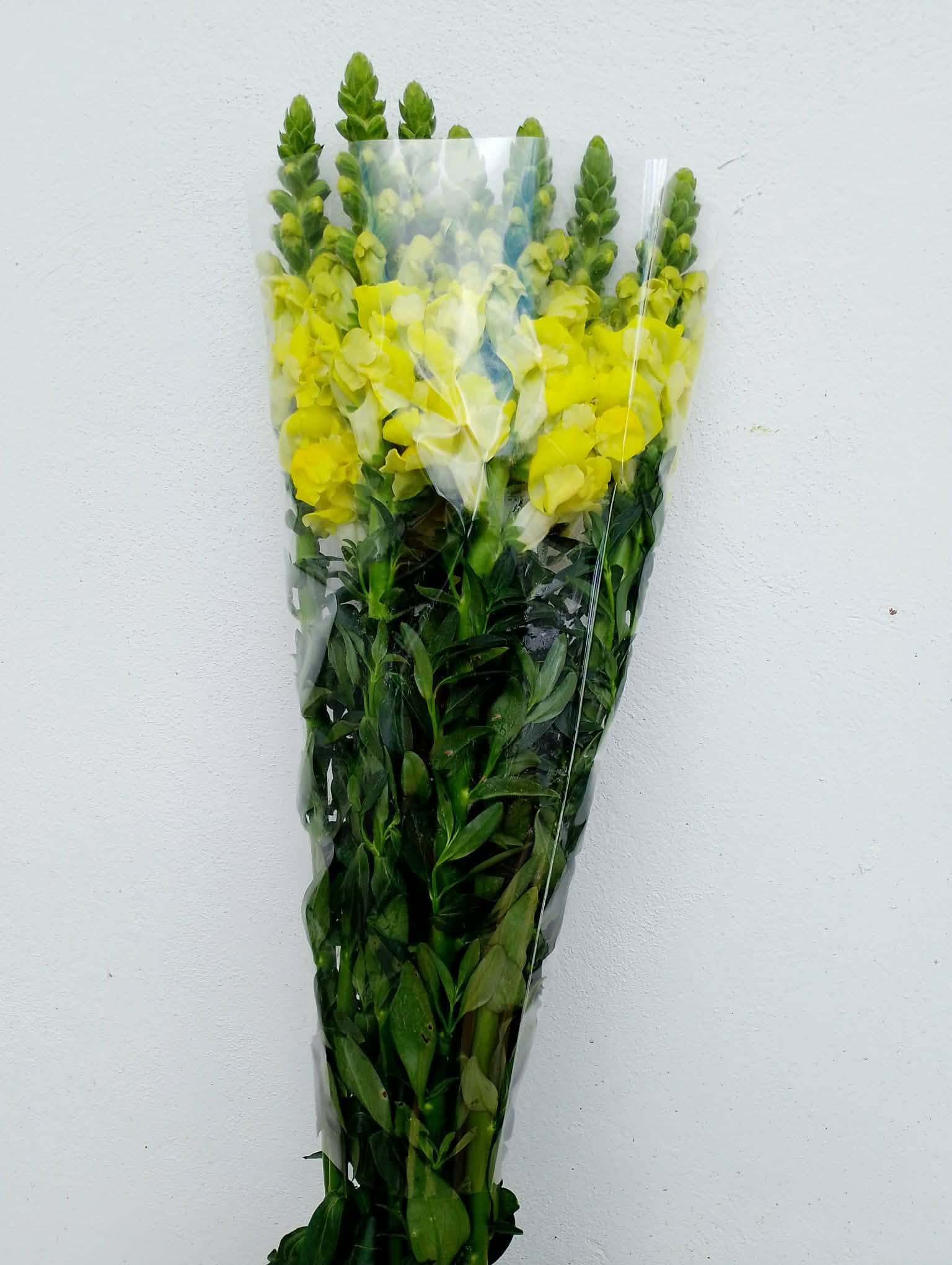 Boca de Dragon Amarillo