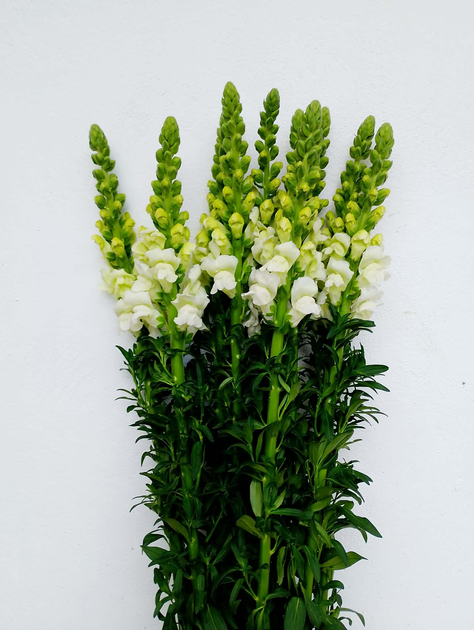 Flor Boca de Dragón Blanca