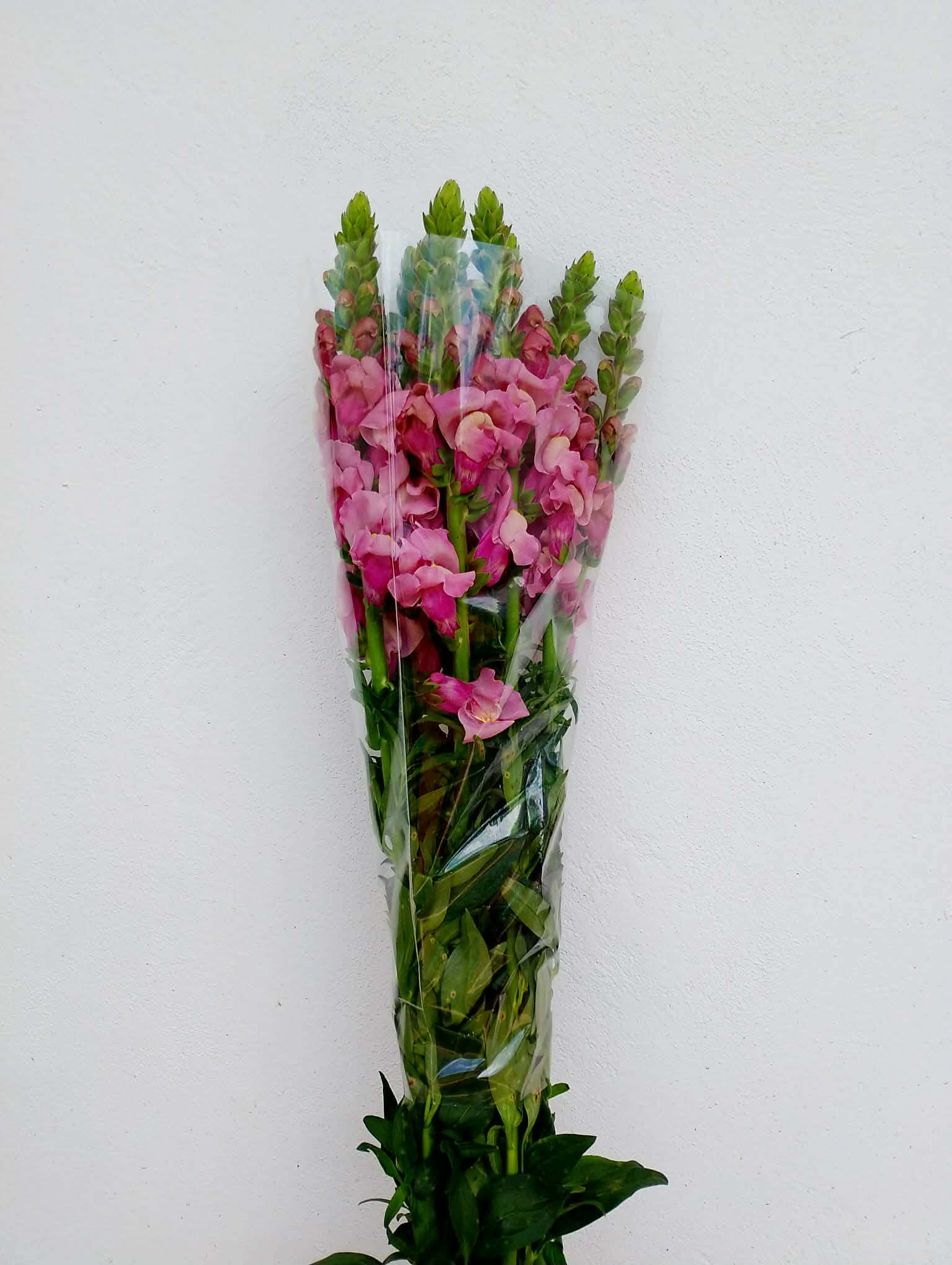 Boca de Dragón Lila