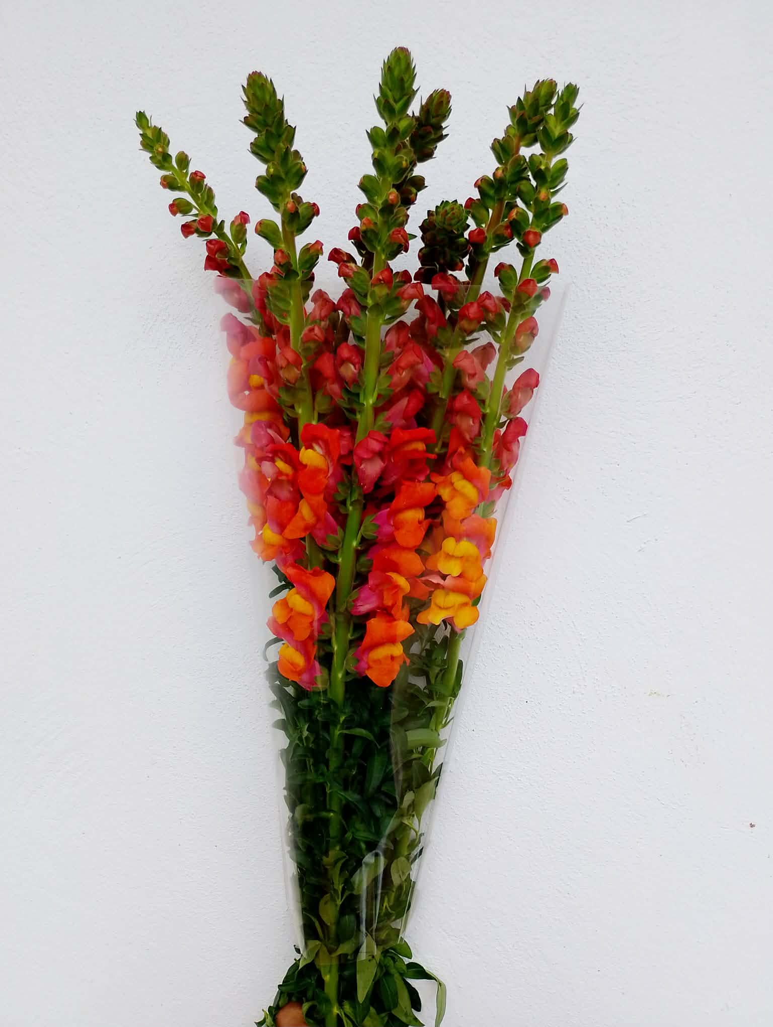 Boca de Dragón Naranja