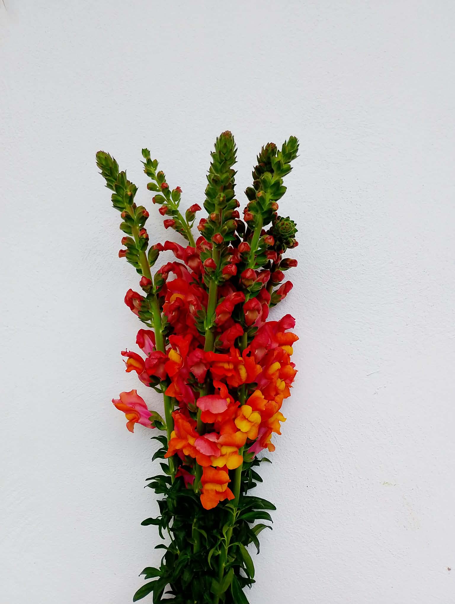 Boca de Dragón Naranja