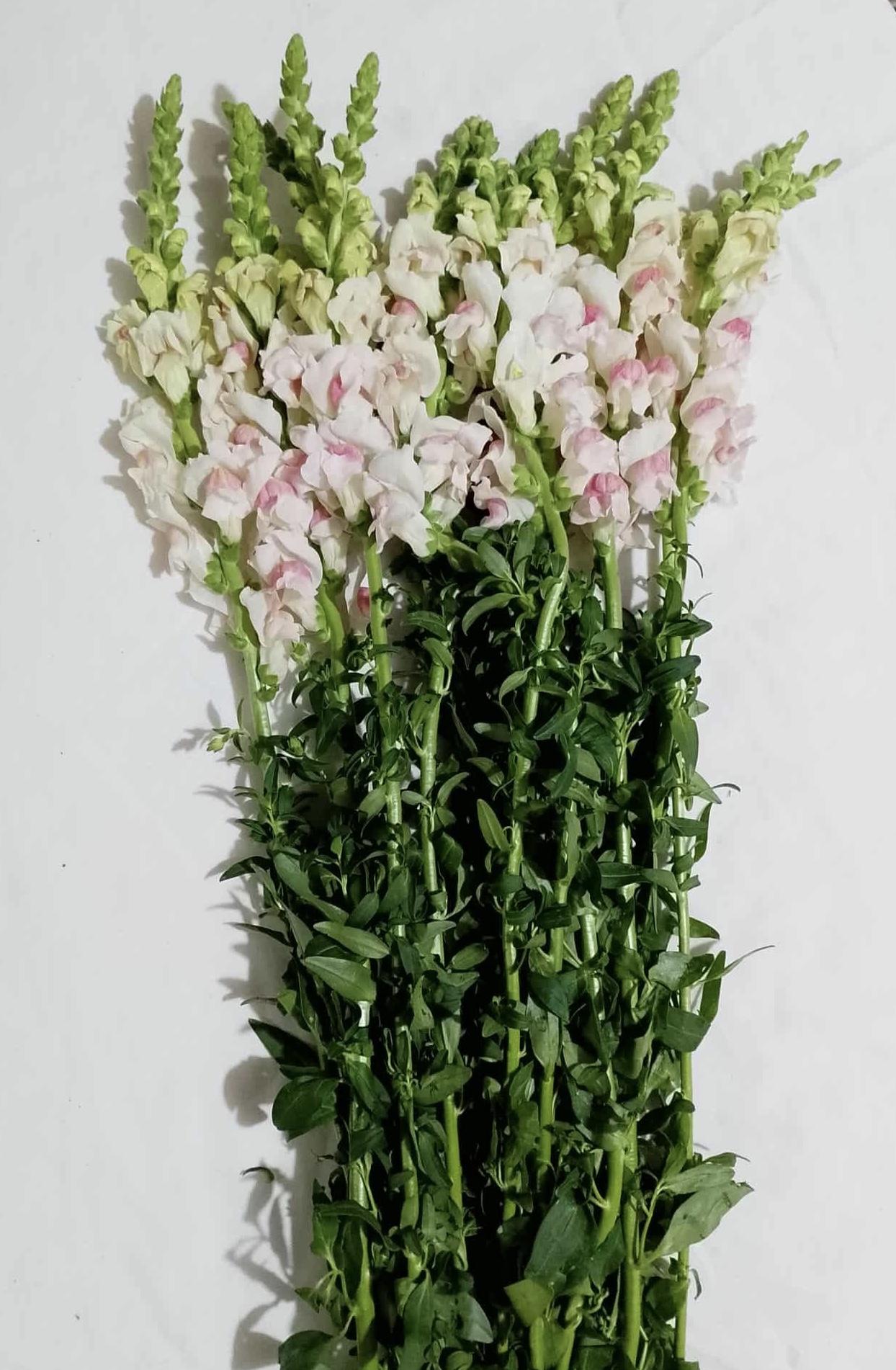 Boca de Dragon Bicolor   