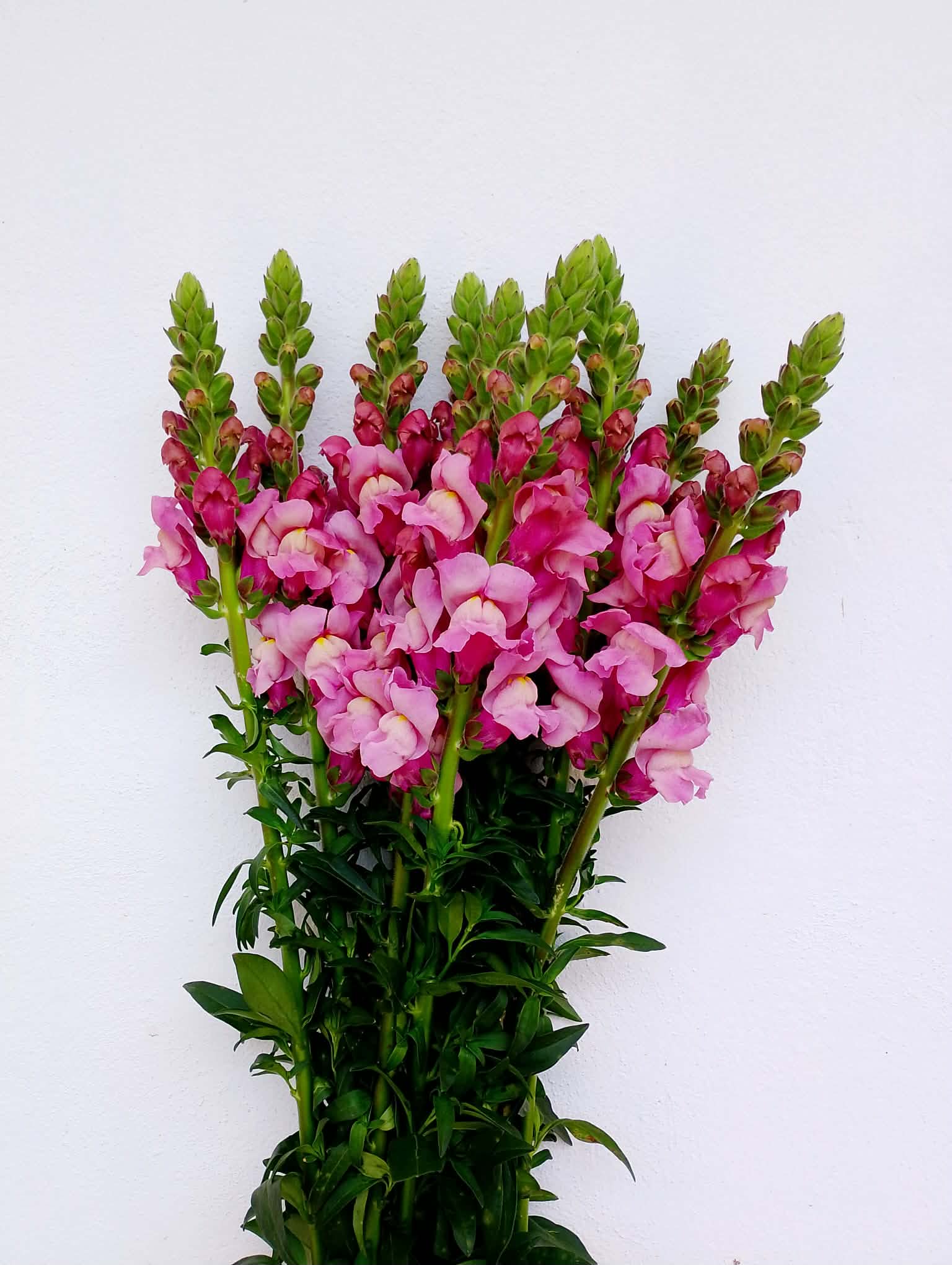 Boca de Dragón Lila