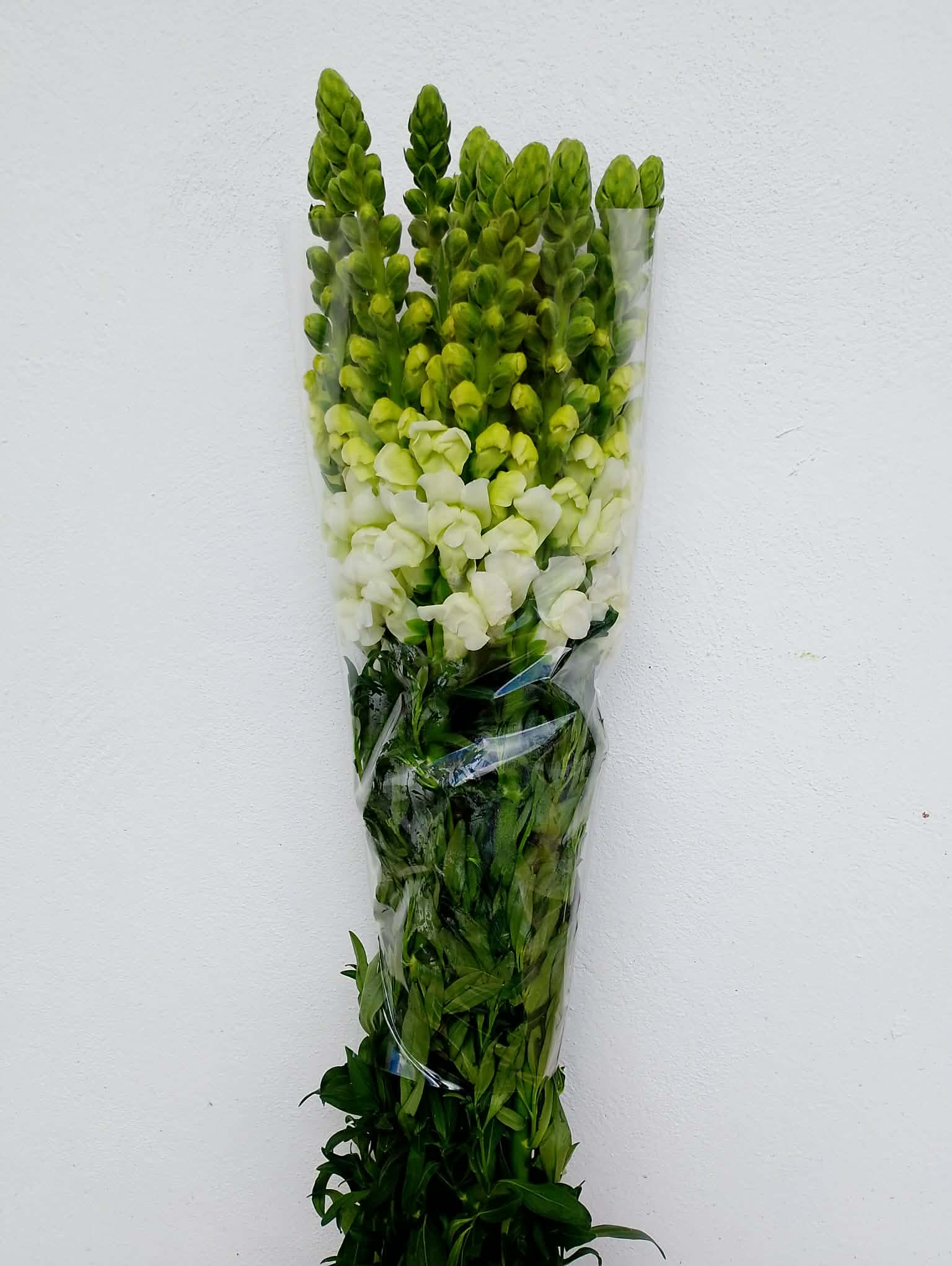 Flor Boca de Dragón Blanca
