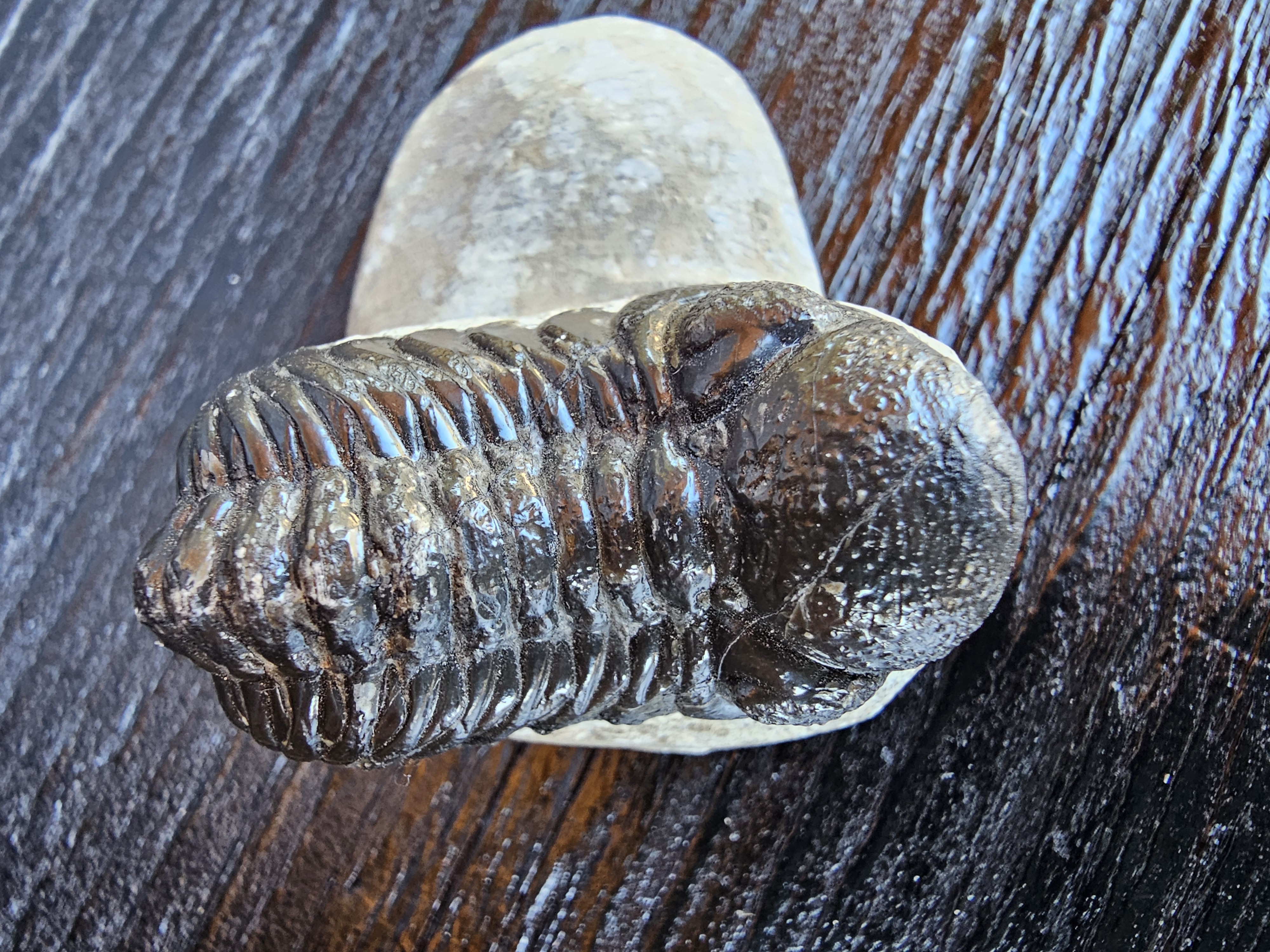 Trilobite Fossil Specimen
