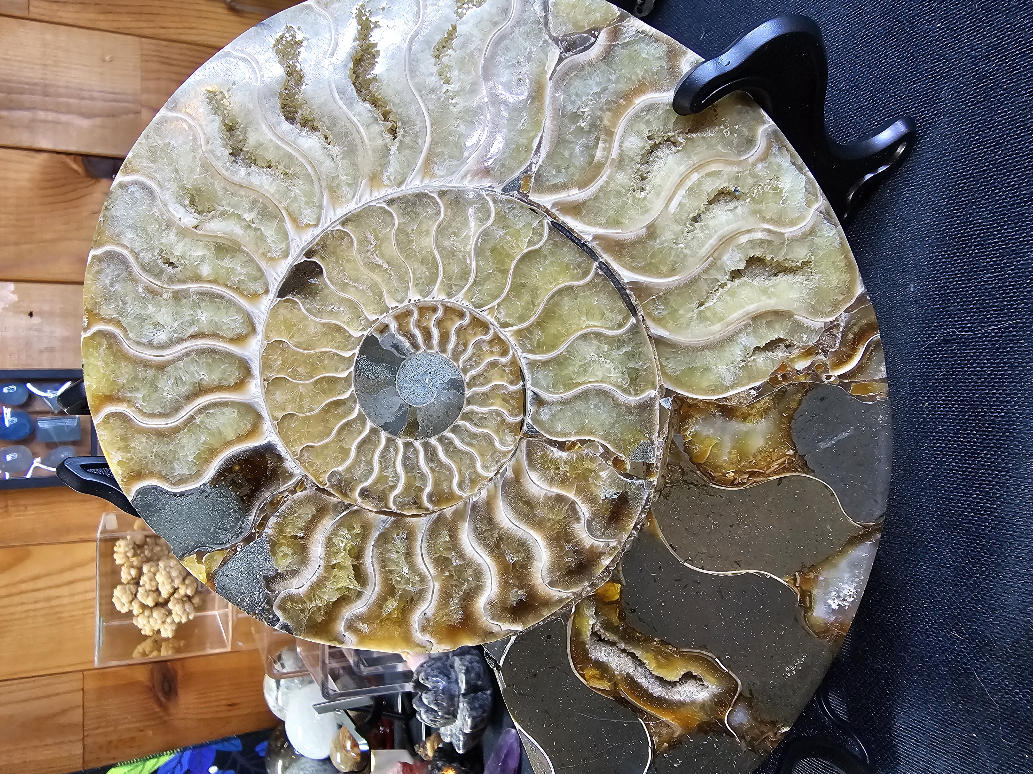 Incredible agatized ammonite set! UV reactive!!