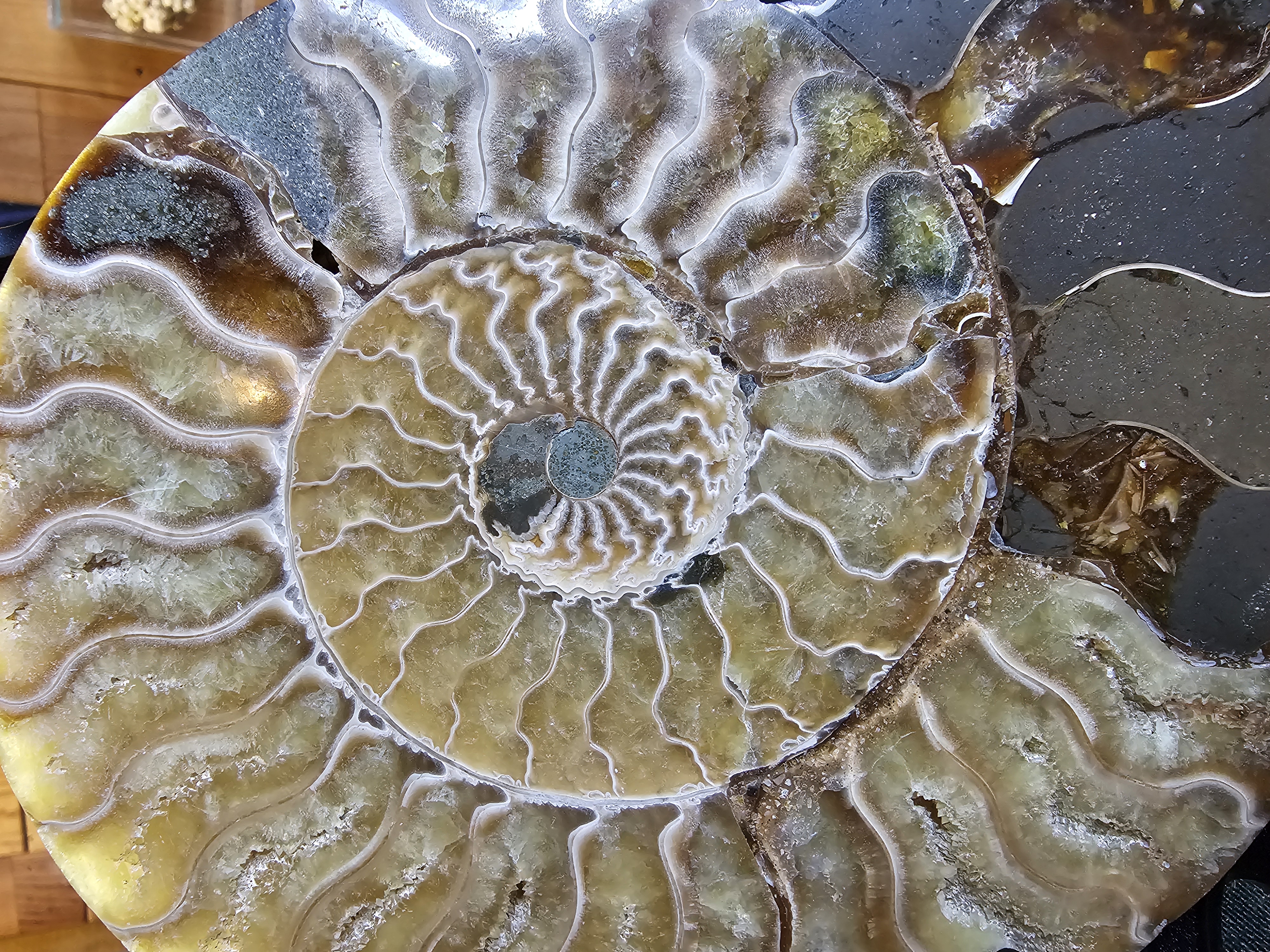 Incredible agatized ammonite set! UV reactive!!