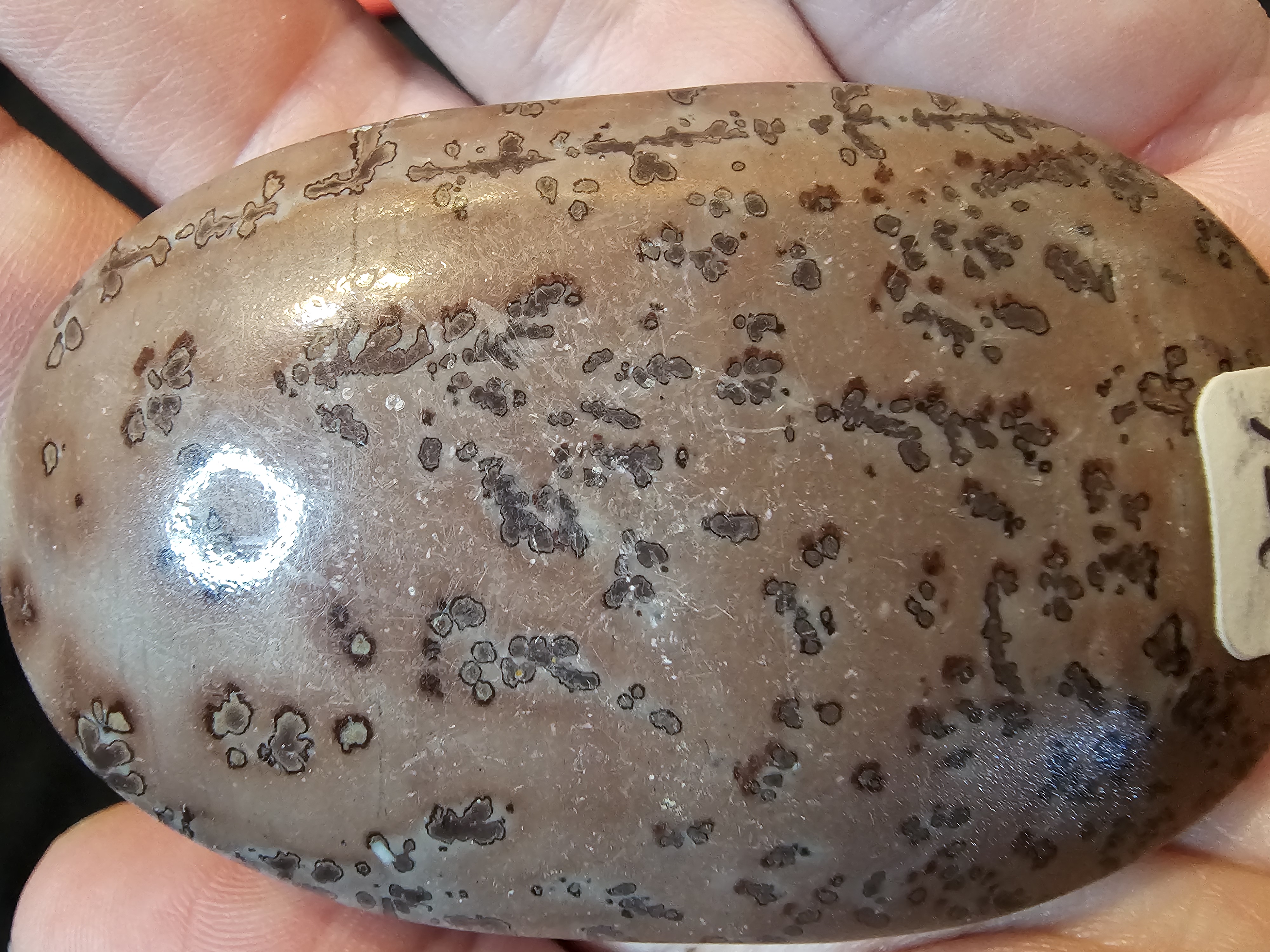 Large Purple Picture Jasper palm