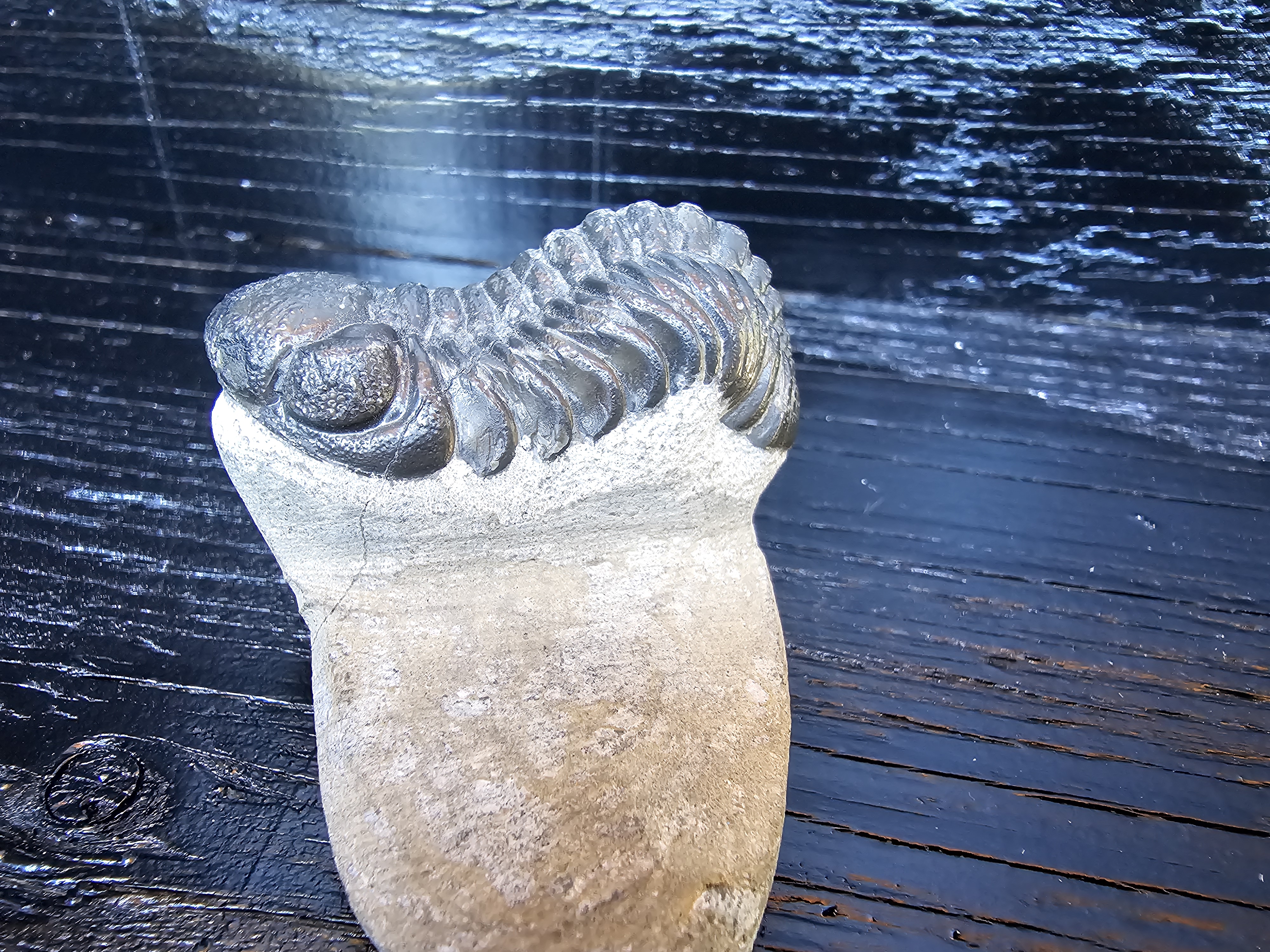 Trilobite Fossil Specimen