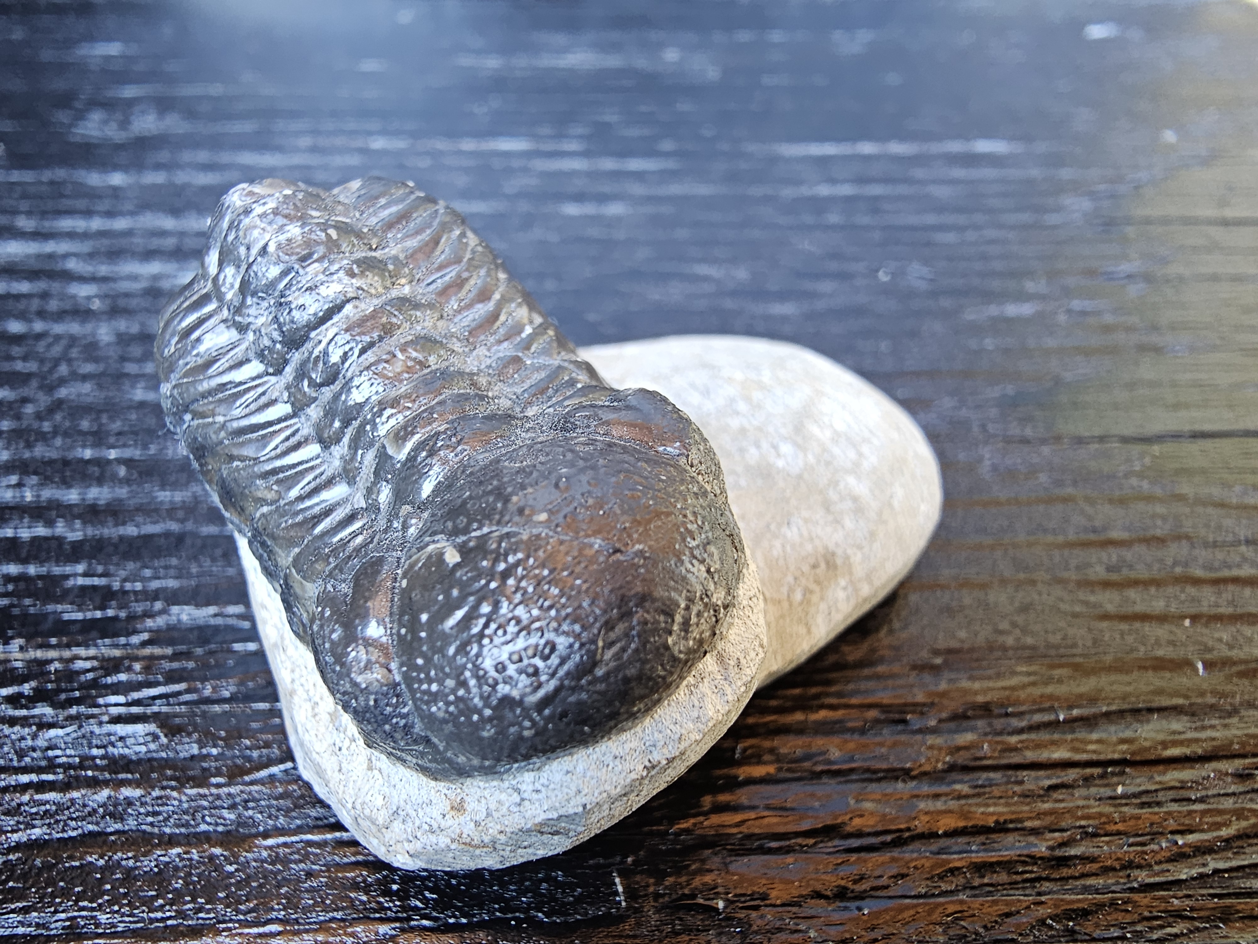 Trilobite Fossil Specimen