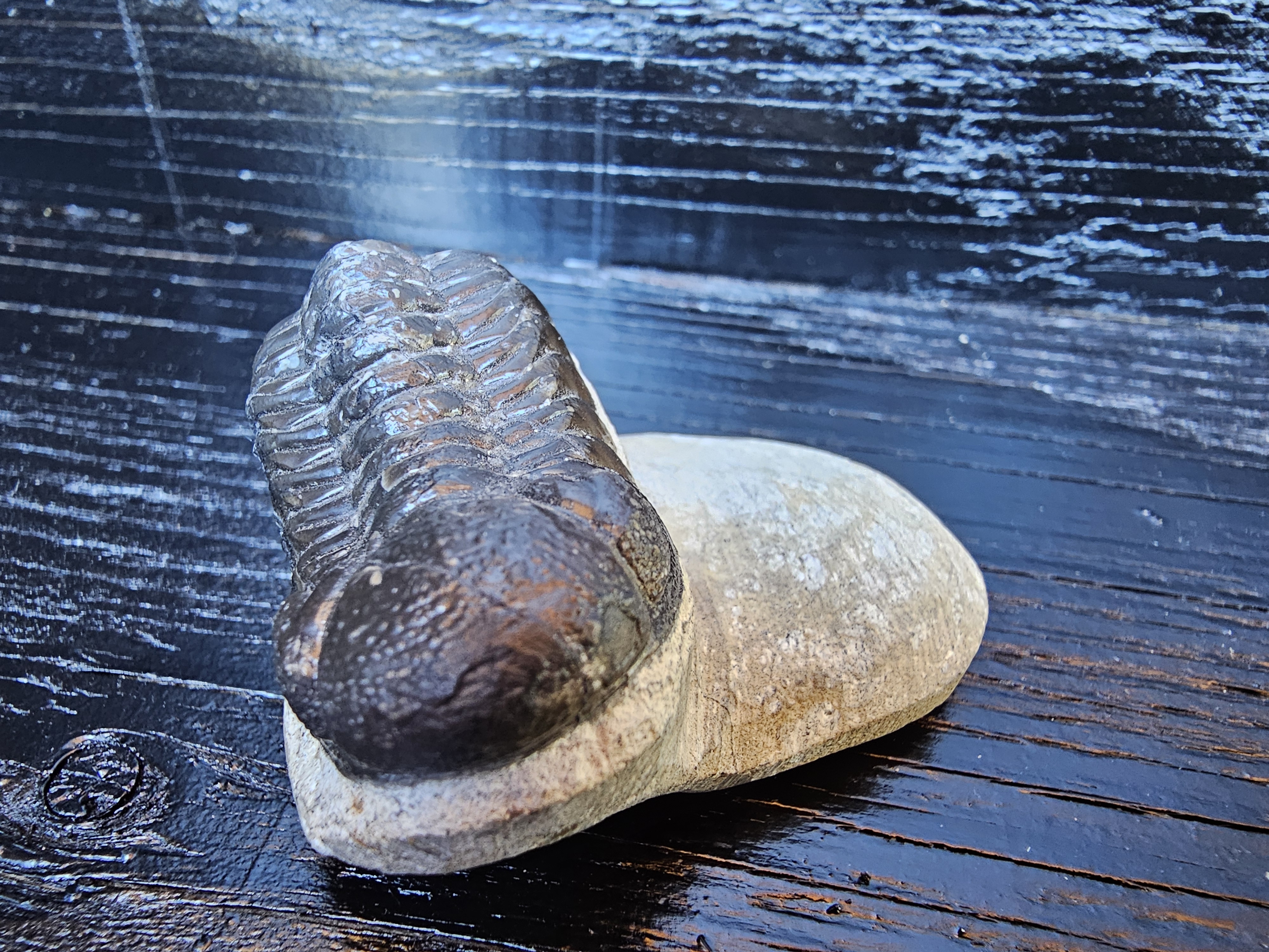 Trilobite Fossil Specimen