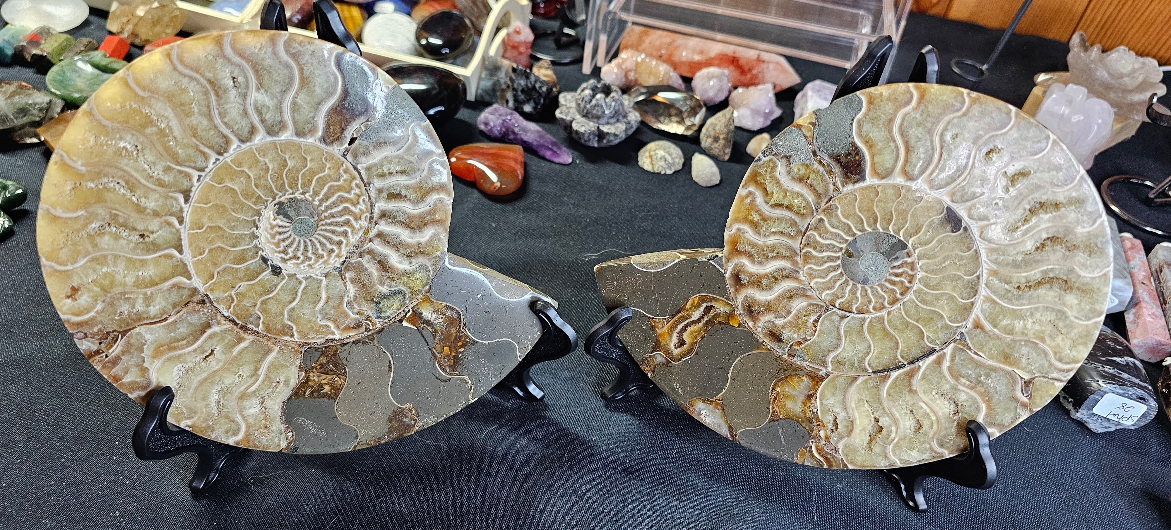Incredible agatized ammonite set! UV reactive!!