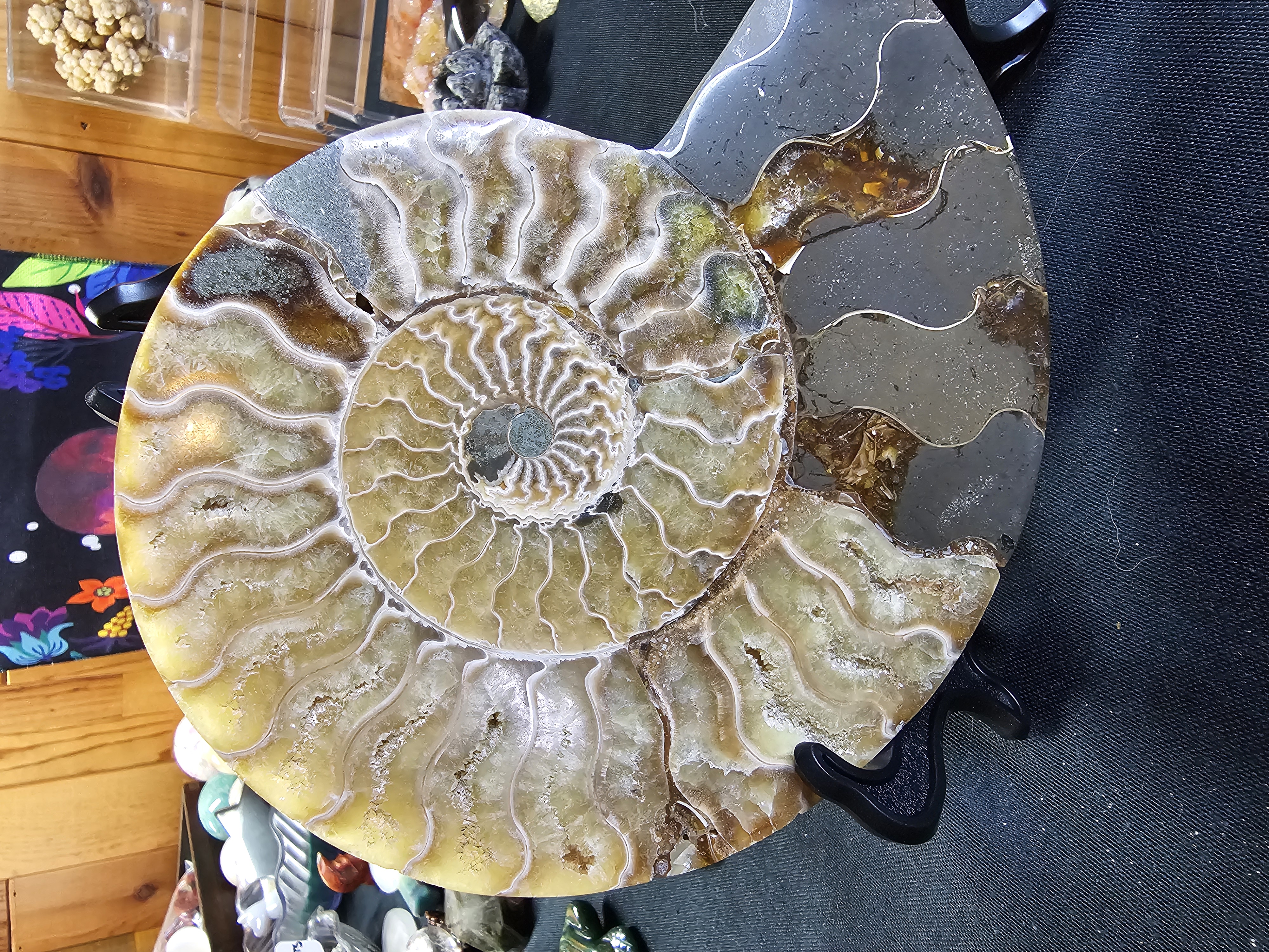 Incredible agatized ammonite set! UV reactive!!