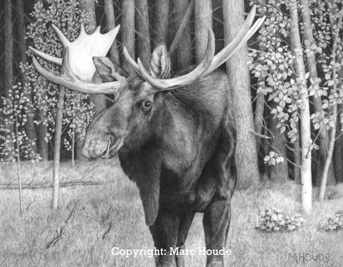 "Bull Moose" - Art Card