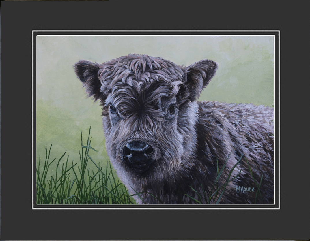 "Higland Calf" - Artist Print