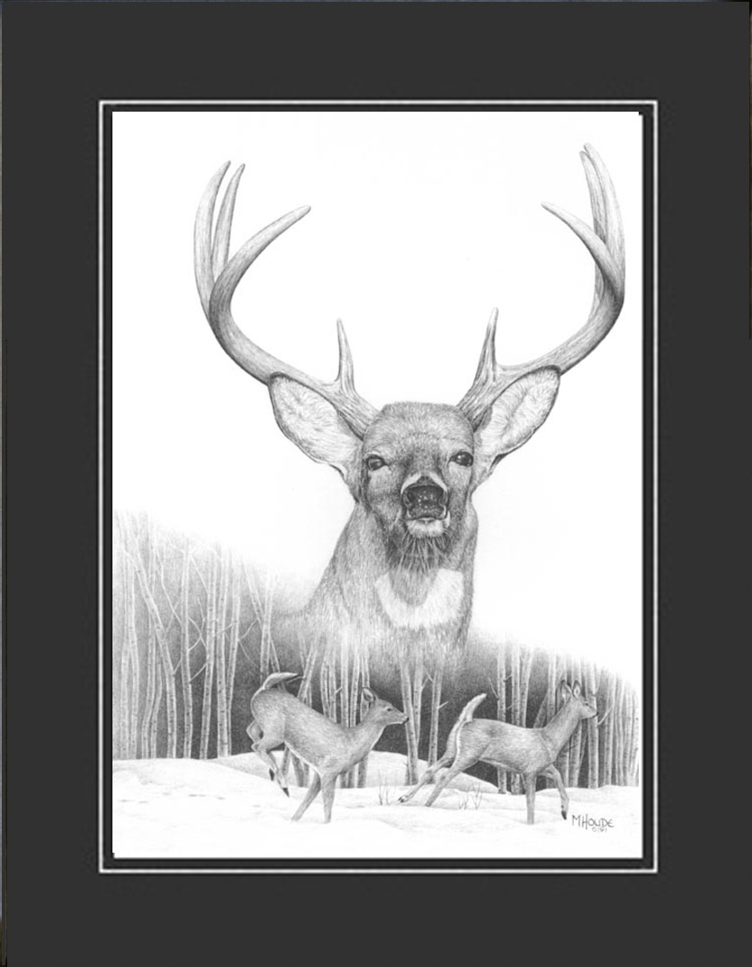 "Whitetail" - Artist Print