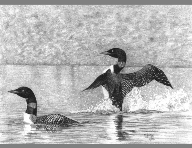 Common Loons - Art Card
