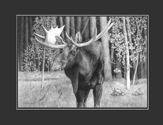 "Bull Moose" - Artist Print