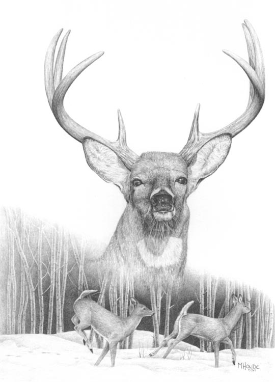 "Whitetail" - Art Card