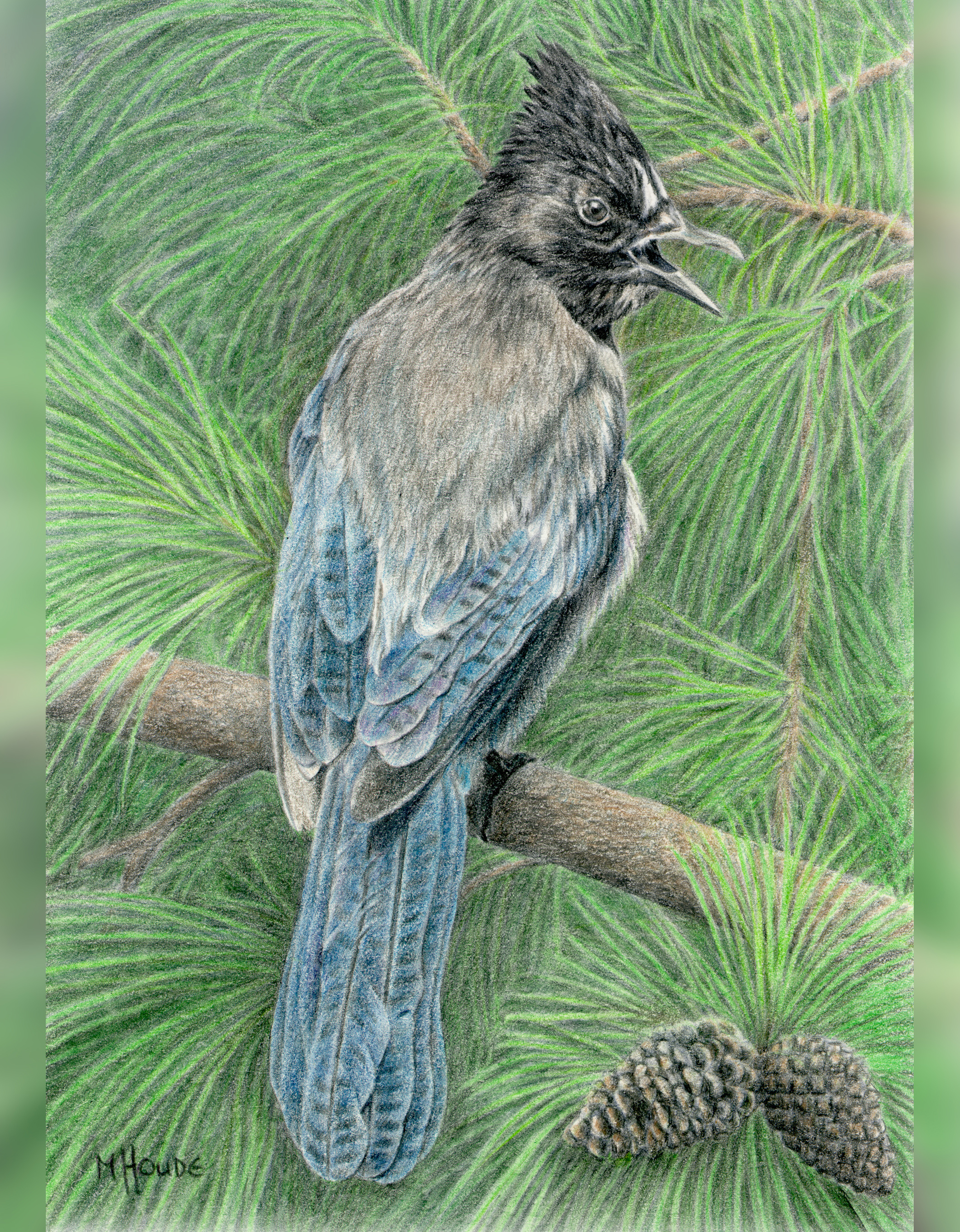 "Stellars Jay" - Art Card