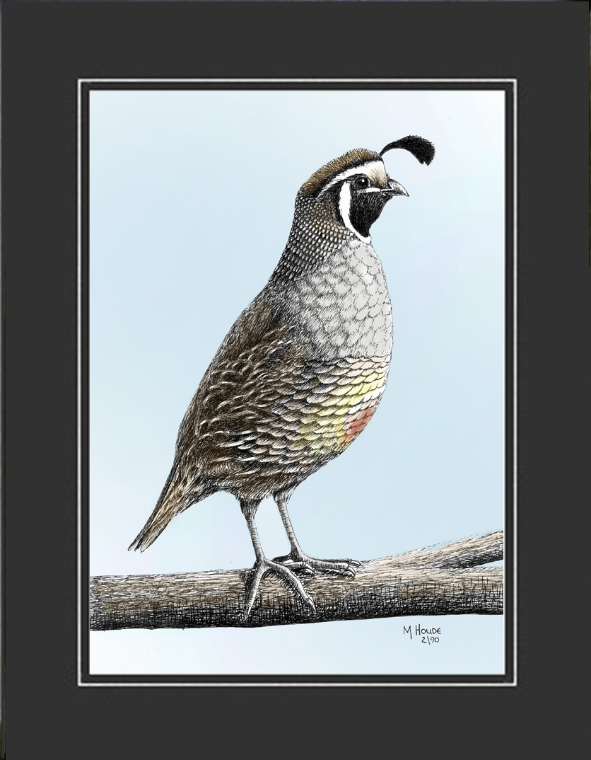 "California Quail" - Artist Print