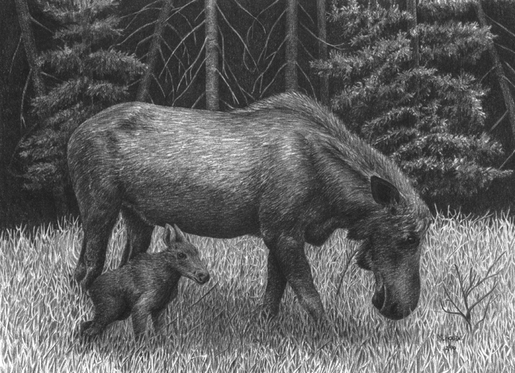 "Cow and Calf Moose" - Art Card