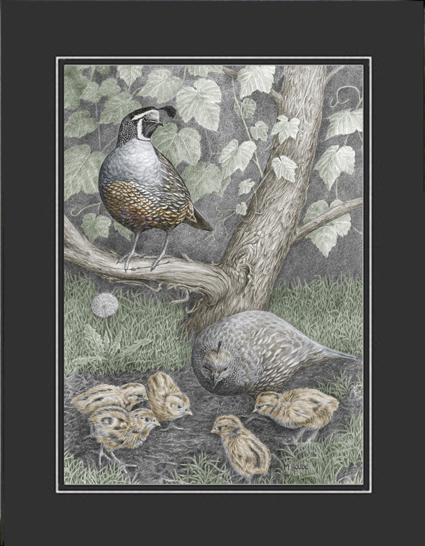 "California Quail Family" - Artist Print