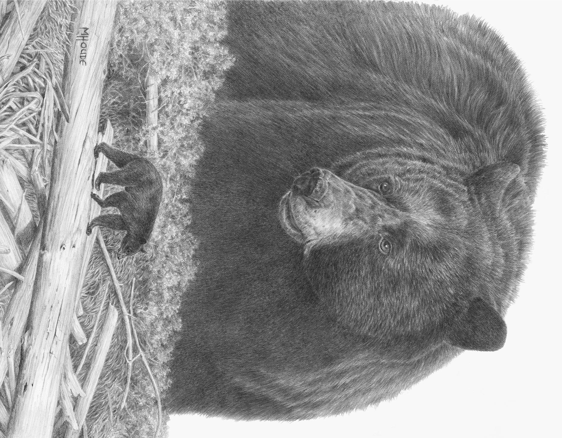 "Black Bear" - Art Card