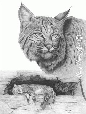 "Bobcat" - Artist Print