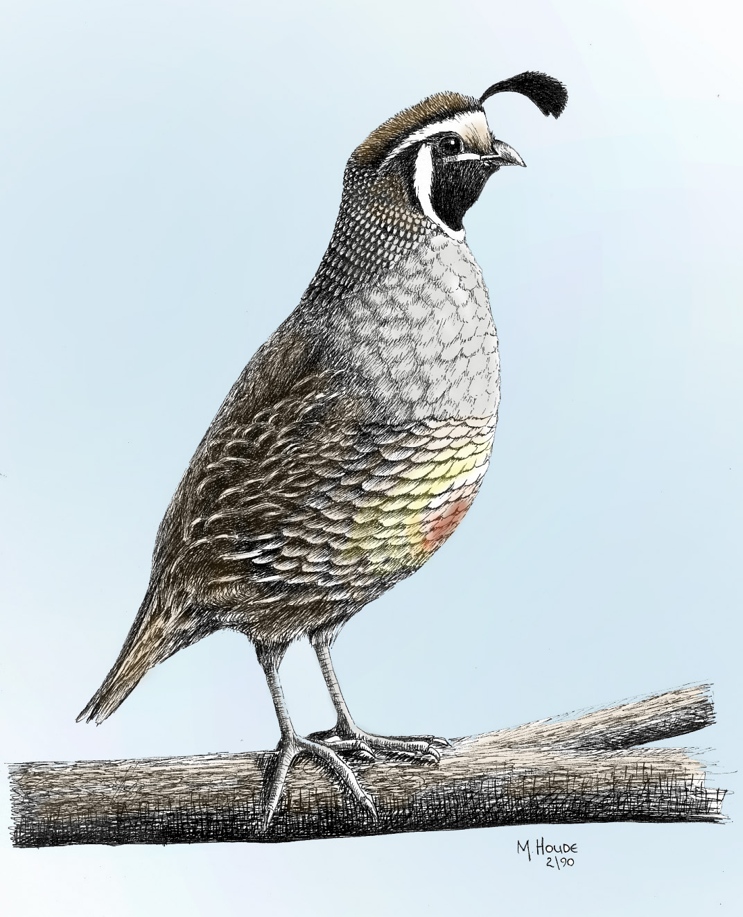 "California Quail" - Artist Print